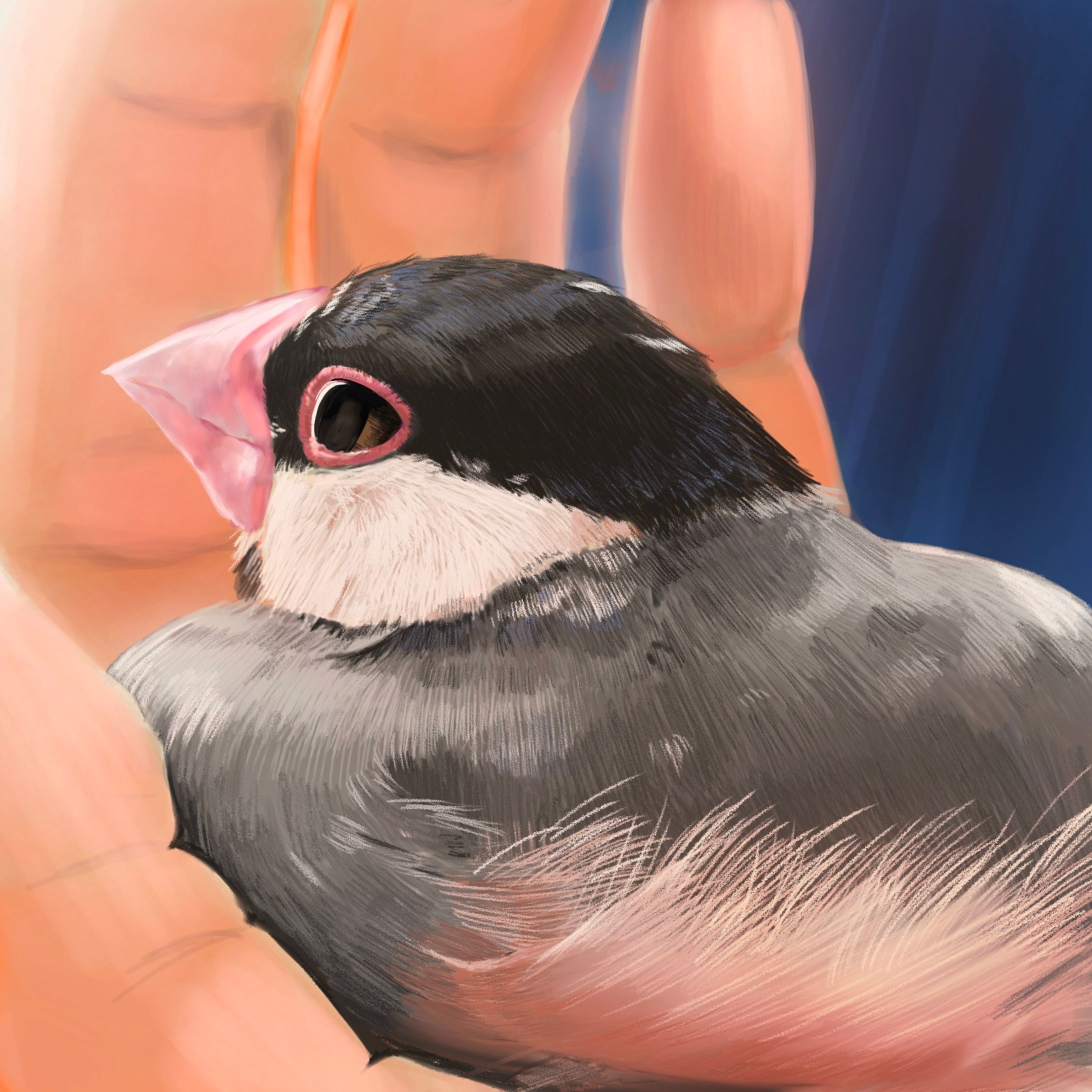 文鳥-1