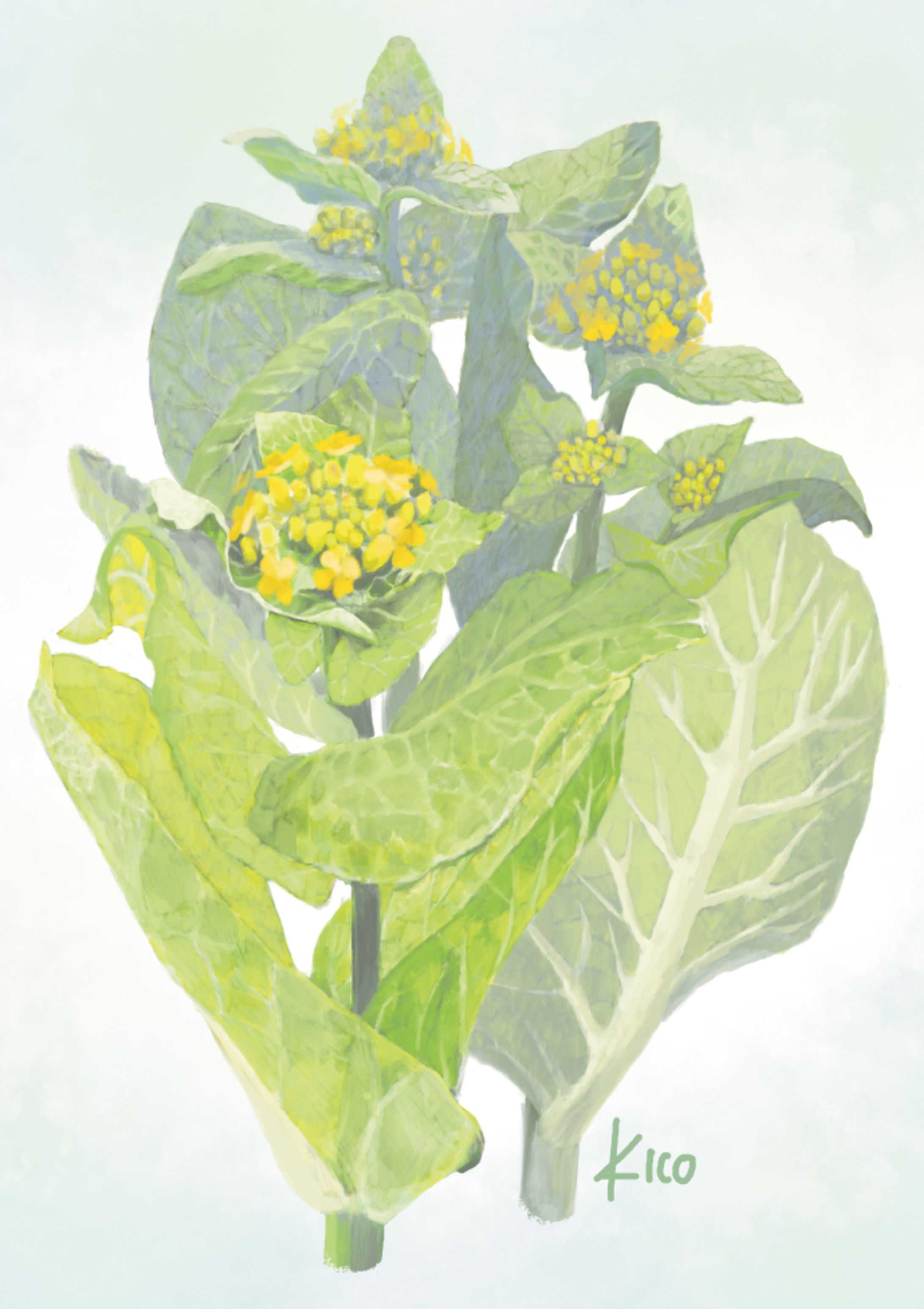 リアル　花-1