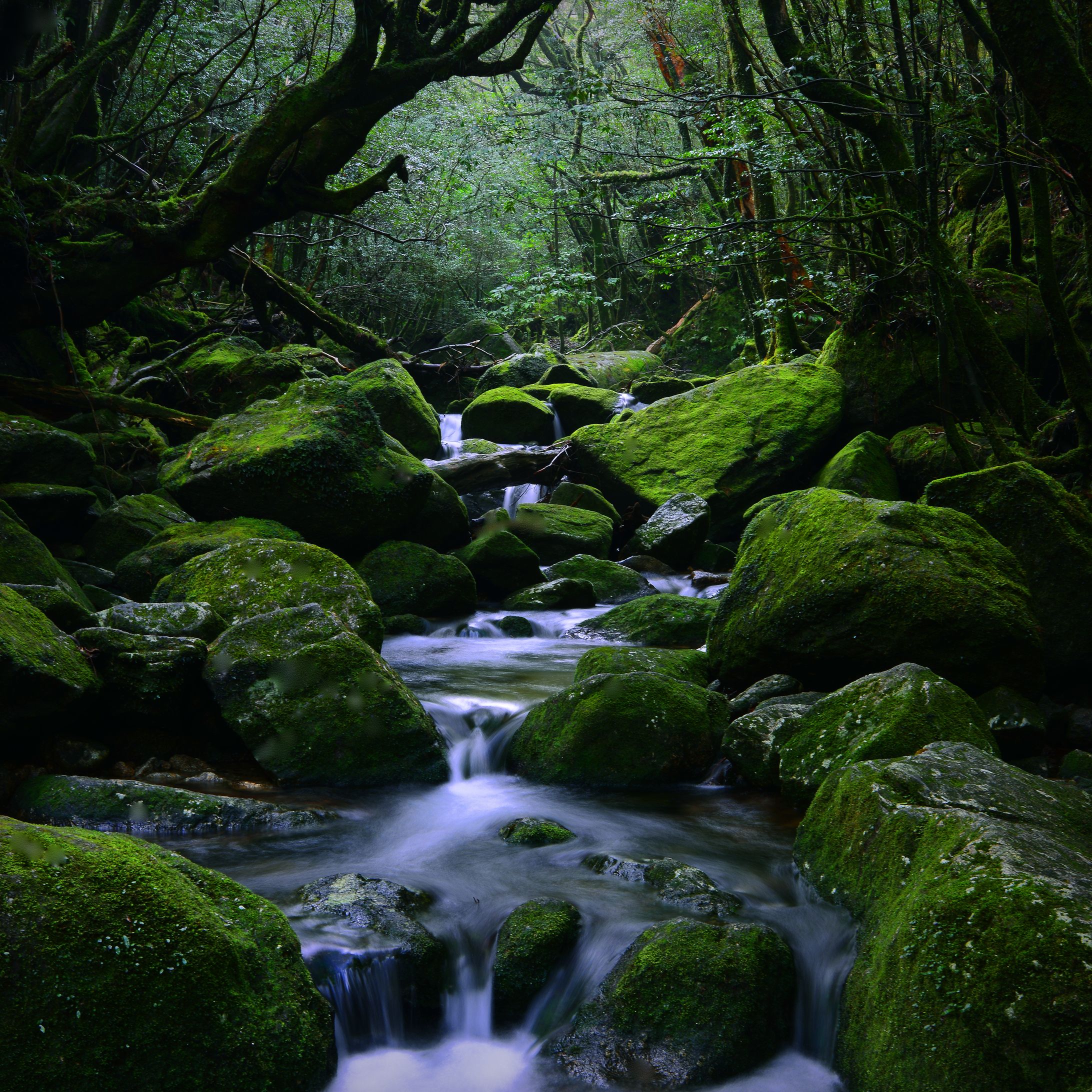 屋久島-1