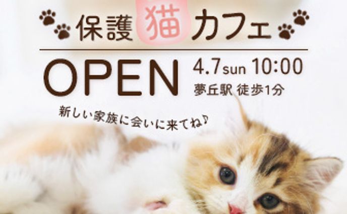 保護猫カフェ　バナー