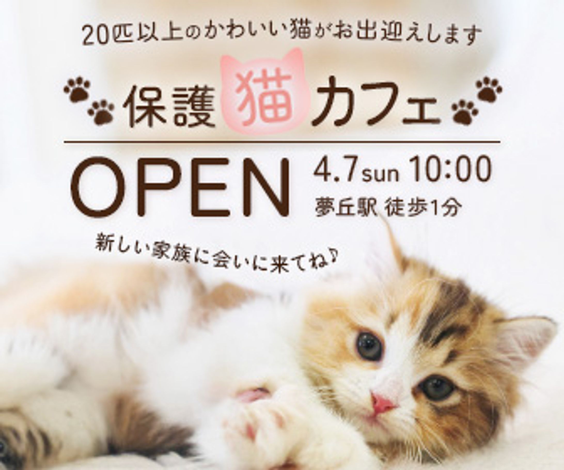 保護猫カフェ　バナー-1