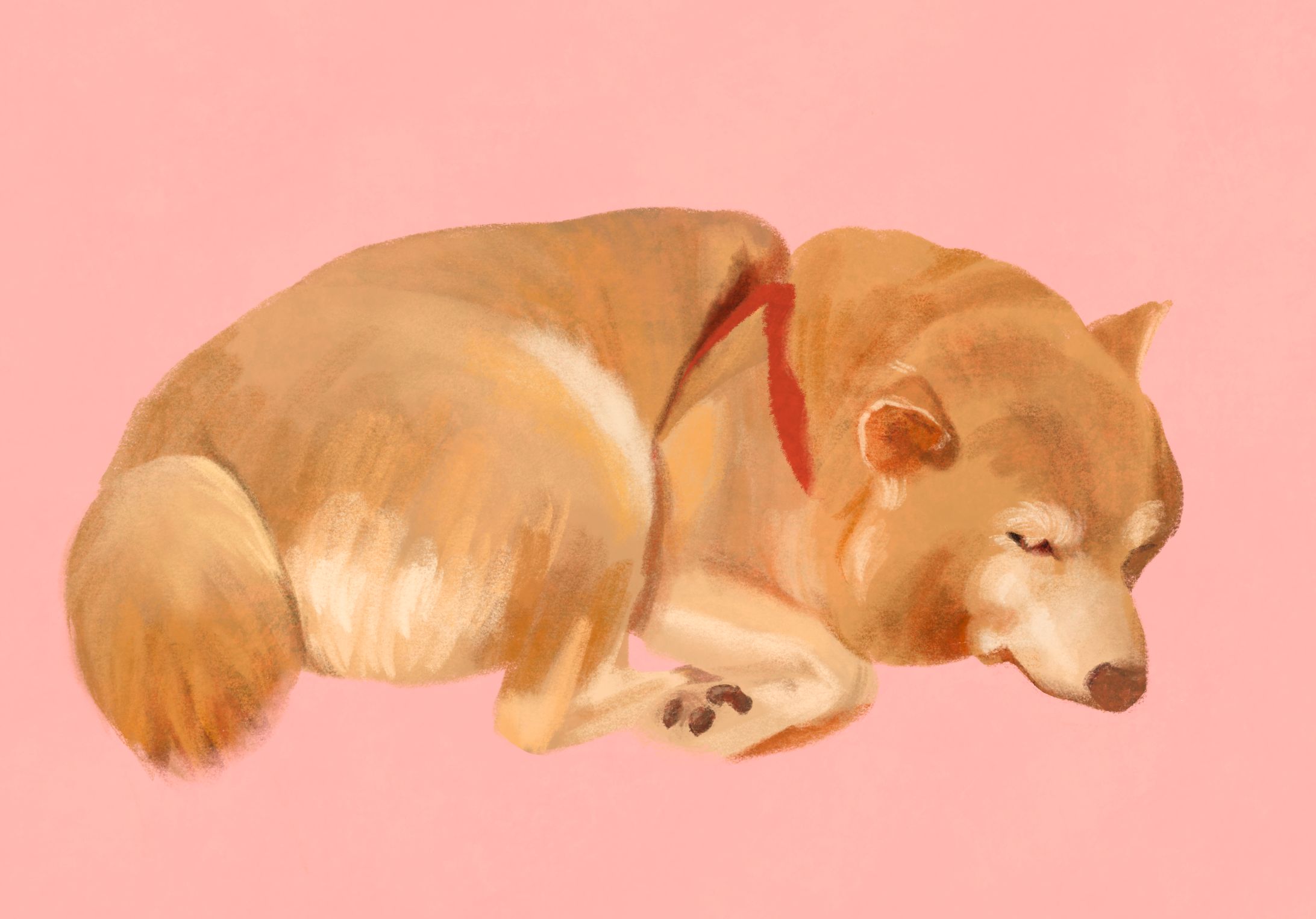 PINK SHIBA-1