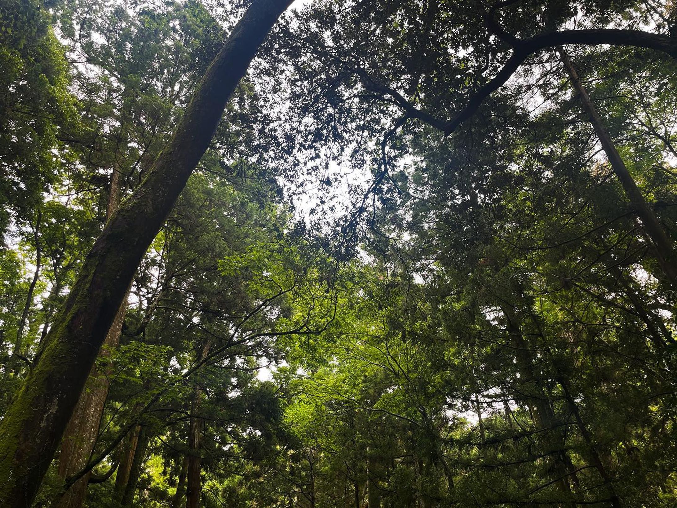 #三重 #伊勢神宮

これでもかっていうぐらいの緑。
緑にパワーがあるのか、歴史にパワーが付随するのか。あまりパワースポットについて詳しくない私も、伊勢がエネルギーに満ちていることは分かった。-1