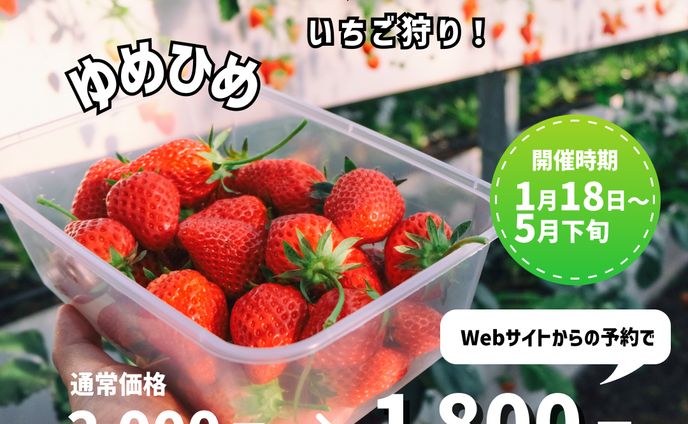 いちご狩り【インスタフィード広告用】