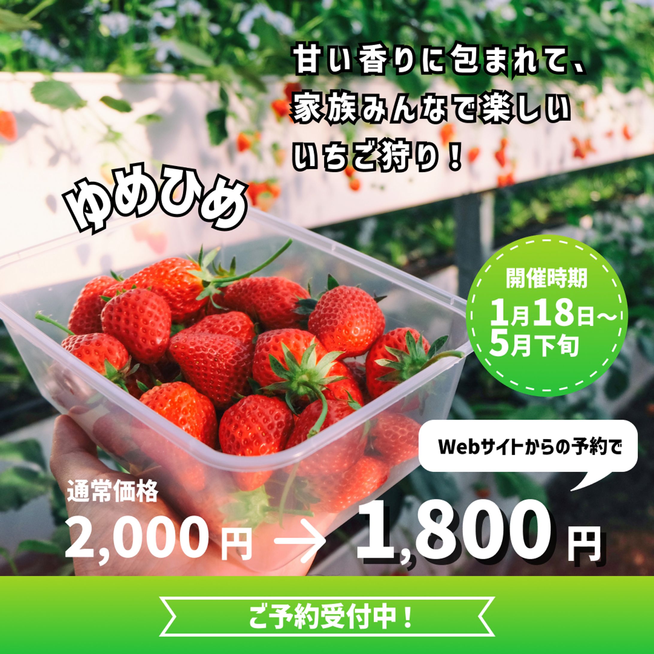 いちご狩り【インスタフィード広告用】-1