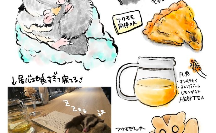 📍京都 / 四条大宮
@33cha_cafe 

今回のイラストは
フクロモモンガのみみちゃんが
店長のカフェです☺️🌟

どうしても
フクモモちゃんのお友達が欲しい！
できない！とずっと悩んでて
やっと見つけたのがこちらのお店です😆

もちろんフクモモ同伴OK！
心地よいのか我が家の二匹は初めての場所なのに爆睡してて笑った😂
マイペース全開すぎて、誰に似たんだか（私か）

フクモモトークに花を咲かせ、
あっという間で濃厚な時間を過ごさせてもらってます✨

もちろんお料理も充実していて
まだまだ制覇できてないのですが
興味そそられるお料理がたくさん！

あとハーブティが本当に美味しい！
リラックス感があってとても落ち着く時間を過ごしました💗

⚠️画像のHerb teaの表記こちらです！

↓訂正↓
　
月兎
・キンモクセイ
・オレンジフラワー
・レモンバーム

ちょっと珍しいカフェに
京都へ足を運んだら寄ってみてください😆

私は京都に住みたい欲がかなり上がってずっと物件探してます🤣笑

#京都 #京都カフェ #四条カフェ #ハーブティー #フクロモモンガ #京都観光 #京都グルメ #京都カフェ巡り #モモンガ好きと繋がりたい #イラスト #お絵かき #食べ物日記 #kyoto #kyotocafe #herbtea #cafe #illustration 
#daily