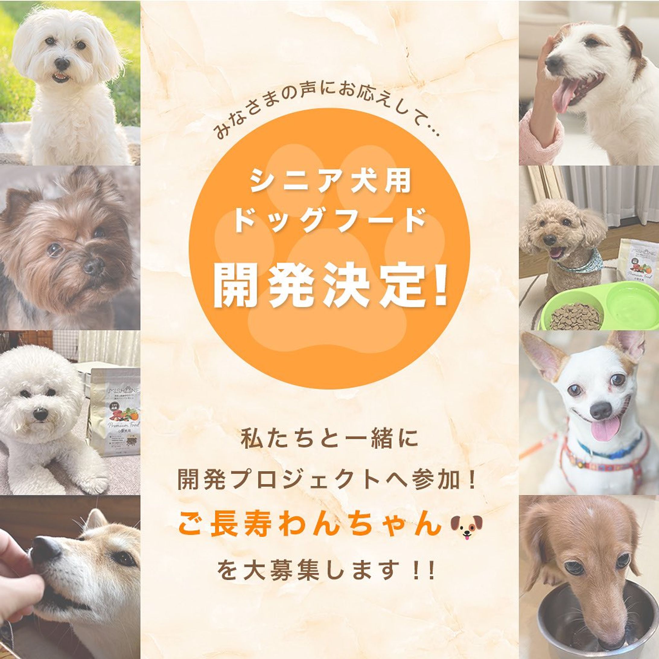 シニア犬用ドッグフード開発　キャンペーンバナー-1