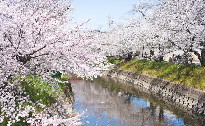Photo ( flower )