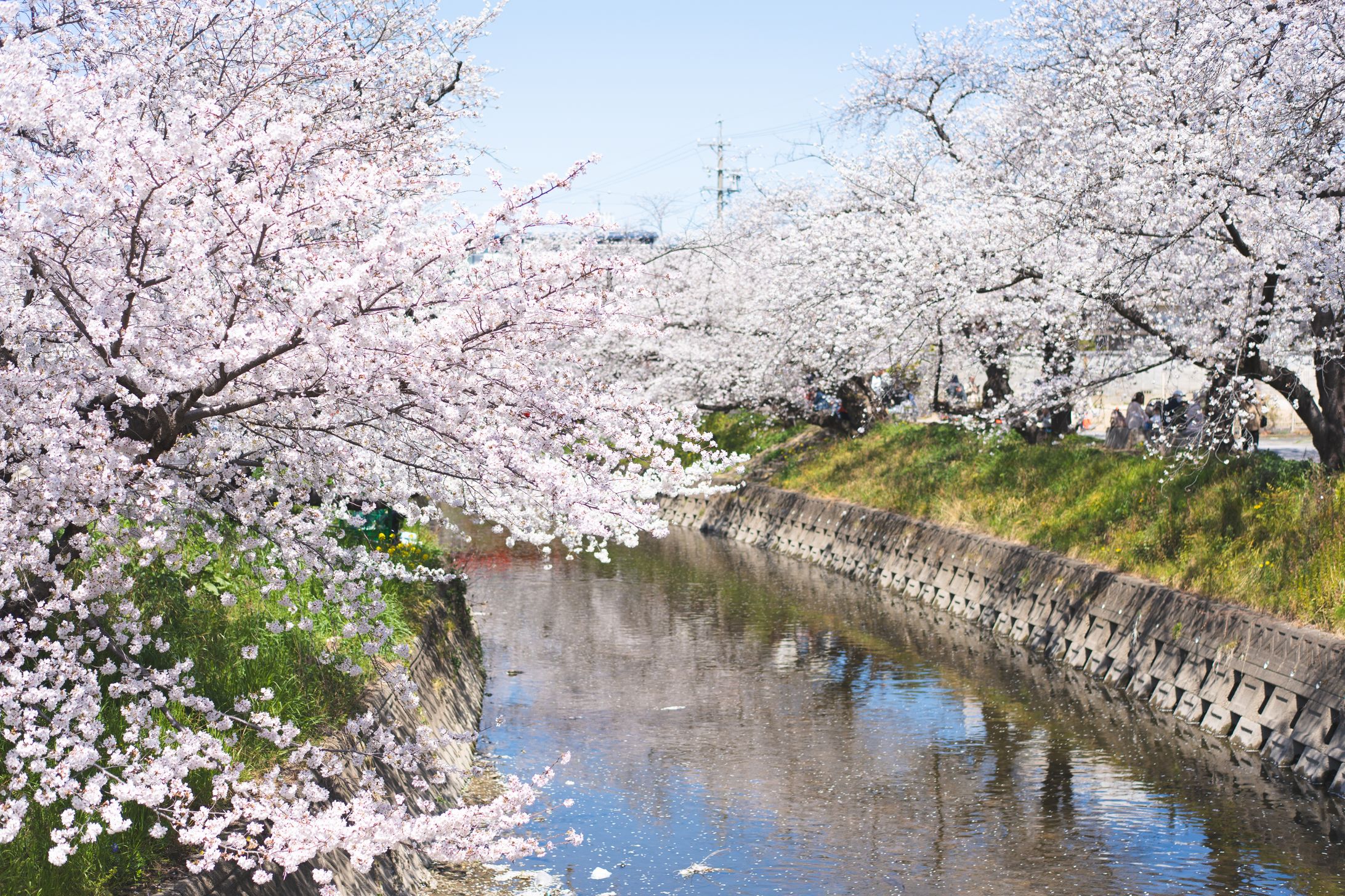 Photo ( flower )-1