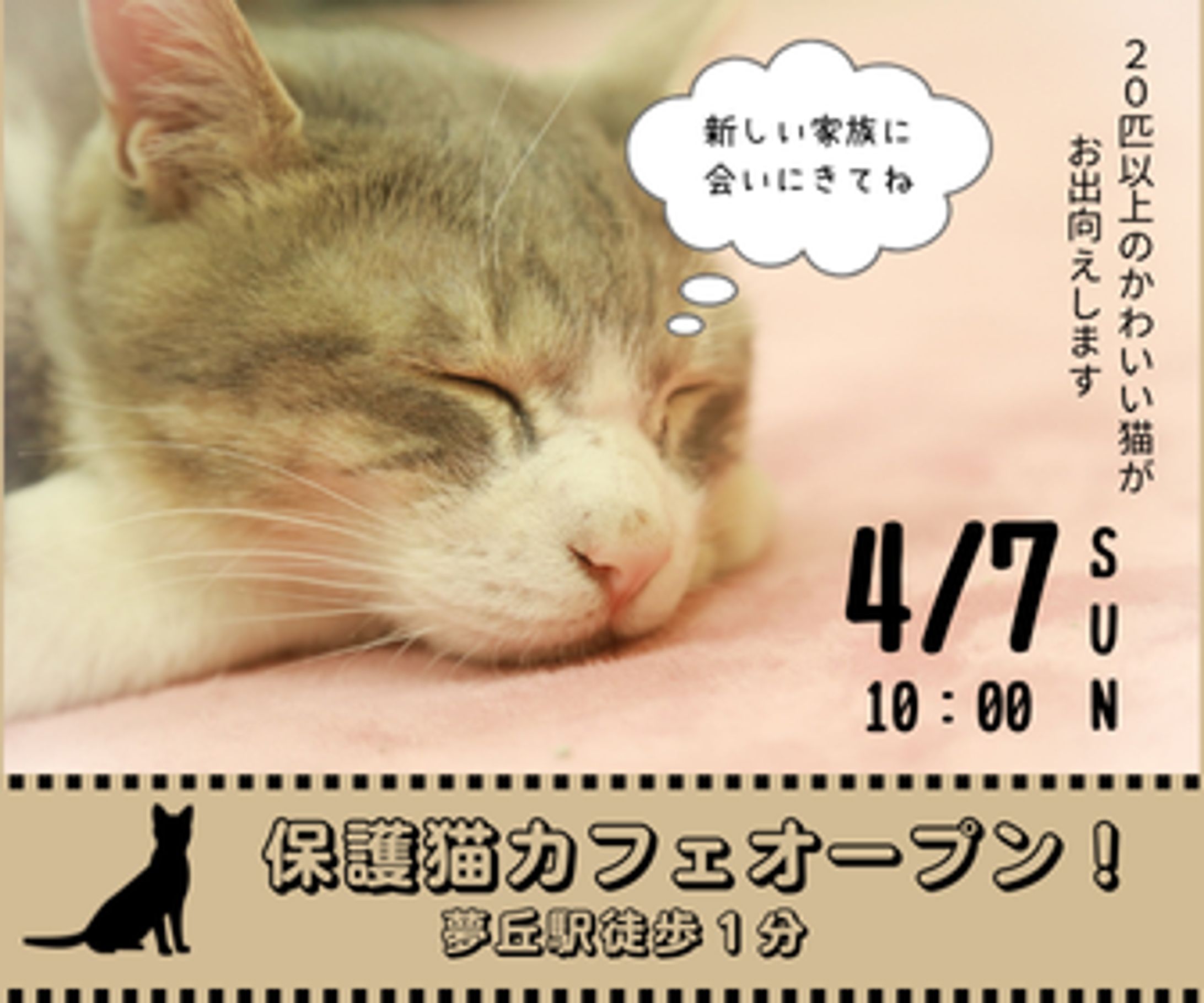 保護猫カフェのオープン告知-1