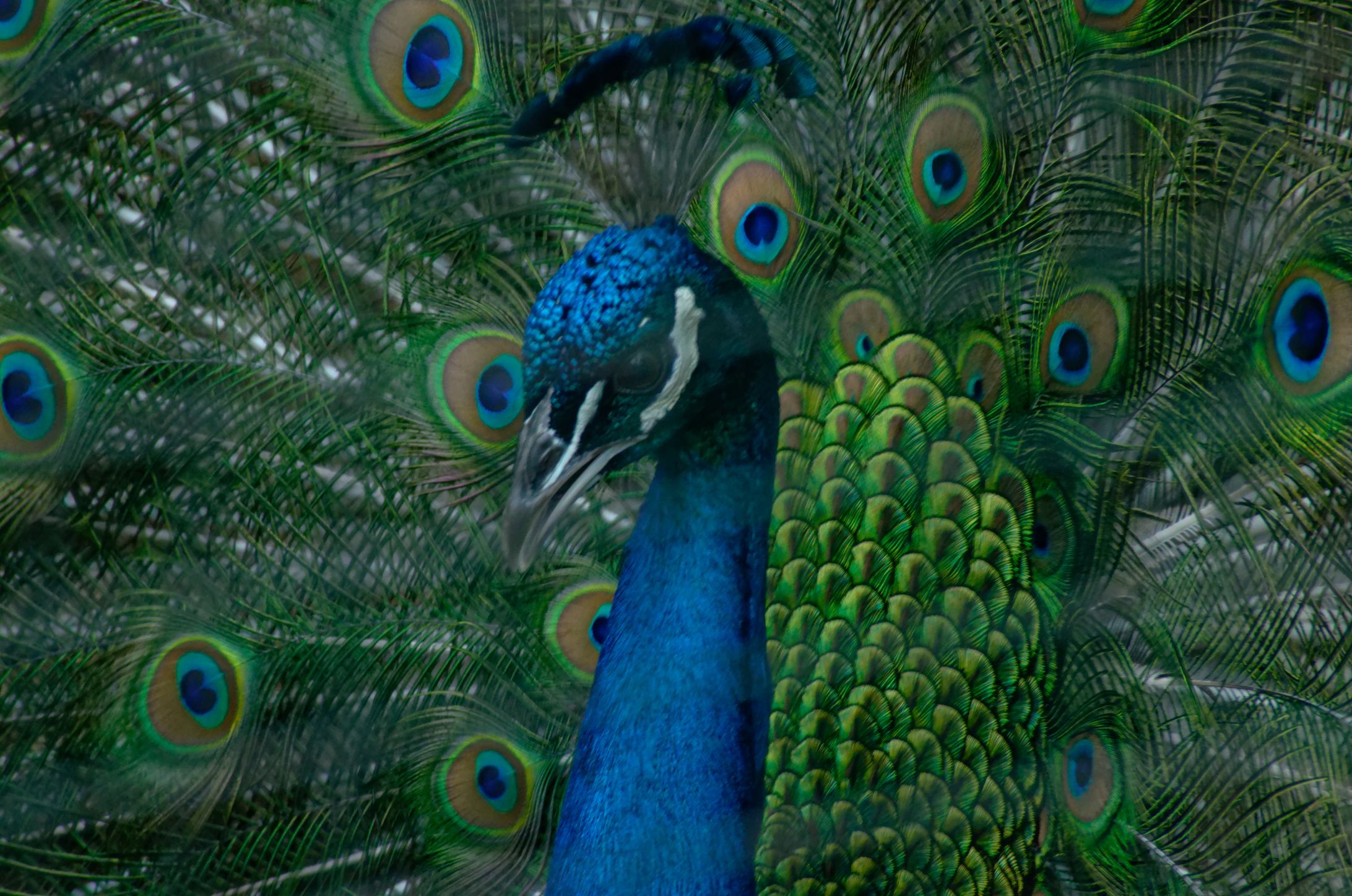 Photography [Toronto Zoo]-1