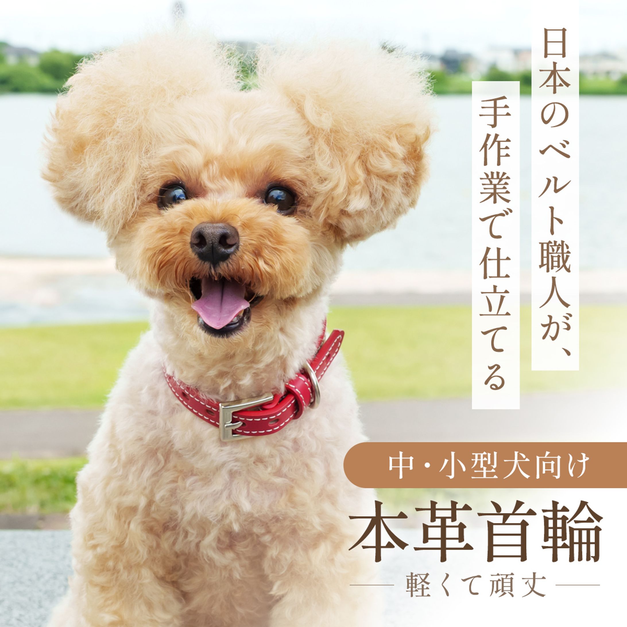 【楽天LP】犬用の首輪-1
