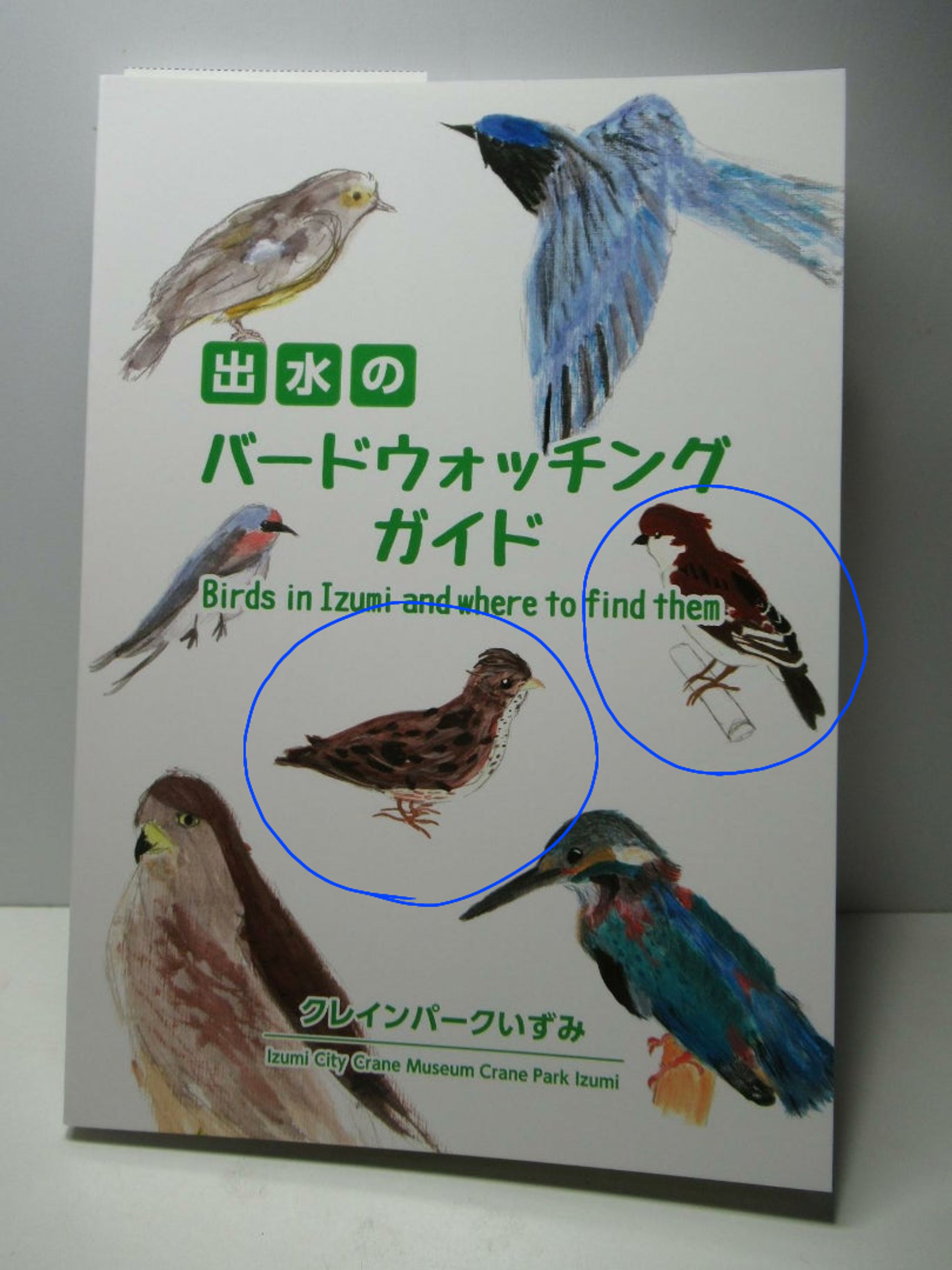【鳥図鑑】中学時代に描いたもの【表紙】-1