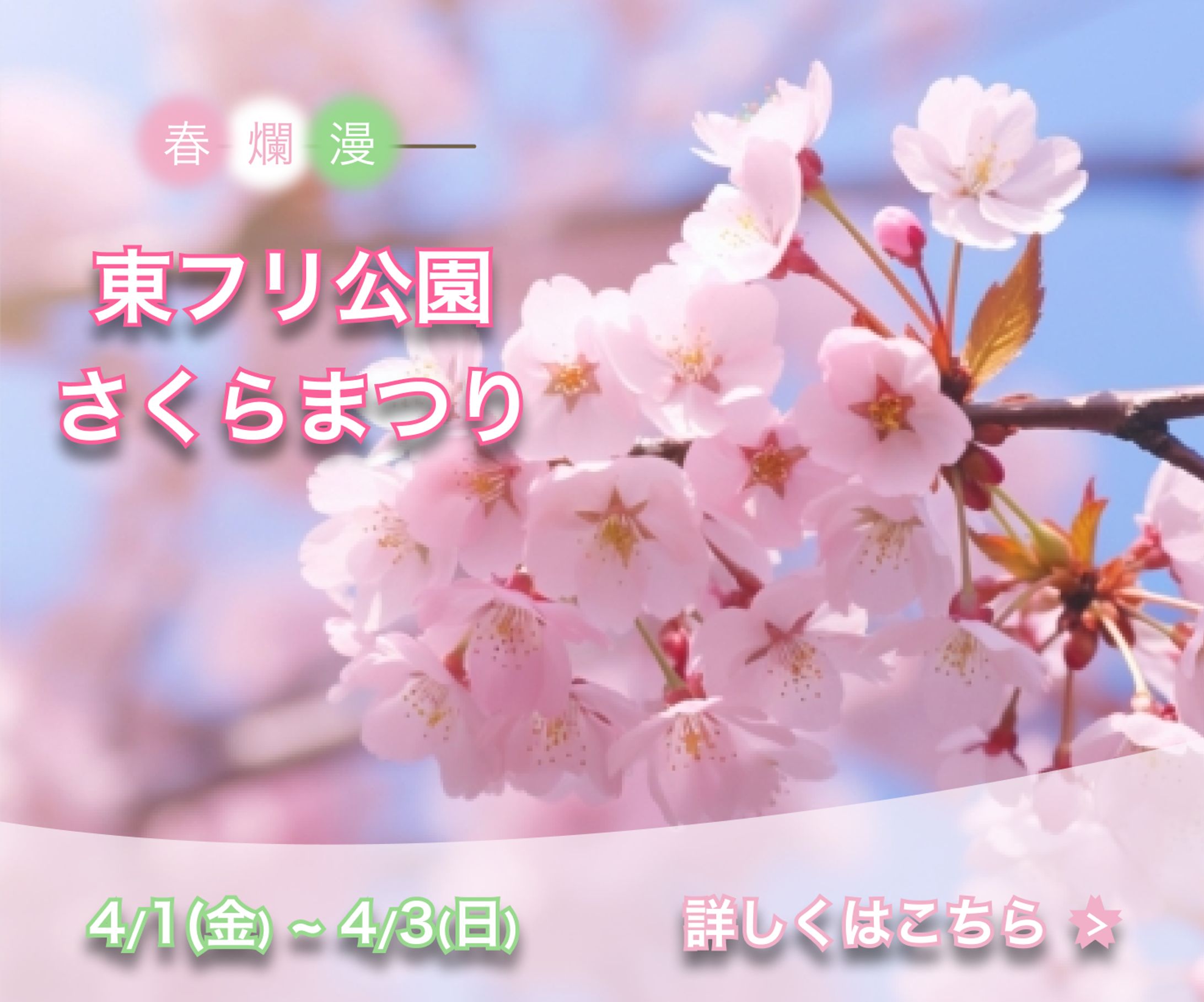 【バナー】「東フリ公園さくらまつり」【架空】-1