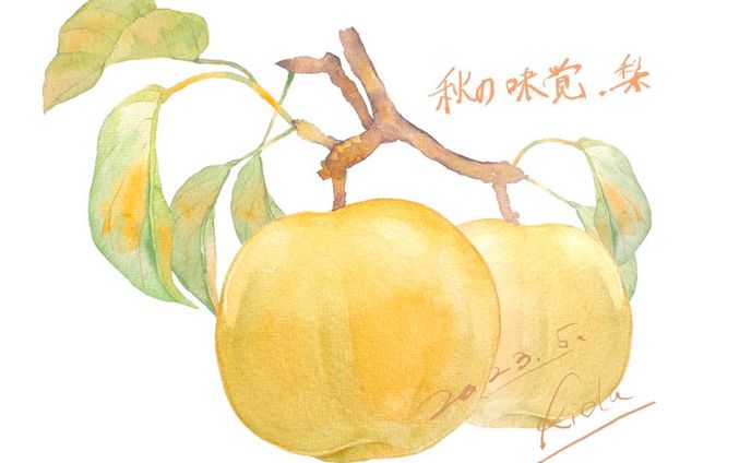 水彩で描いた梨のイラスト