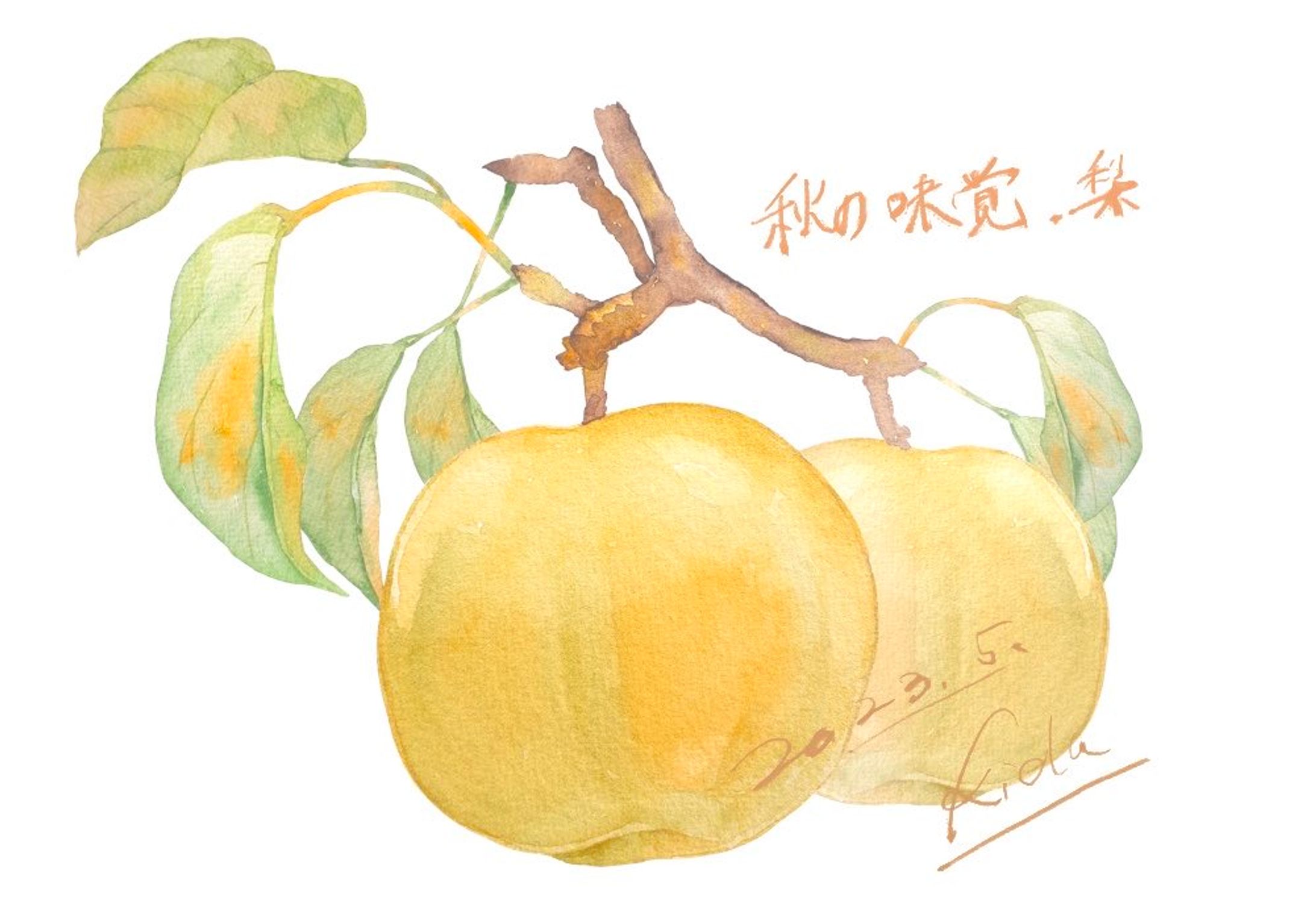 水彩で描いた梨のイラスト-1