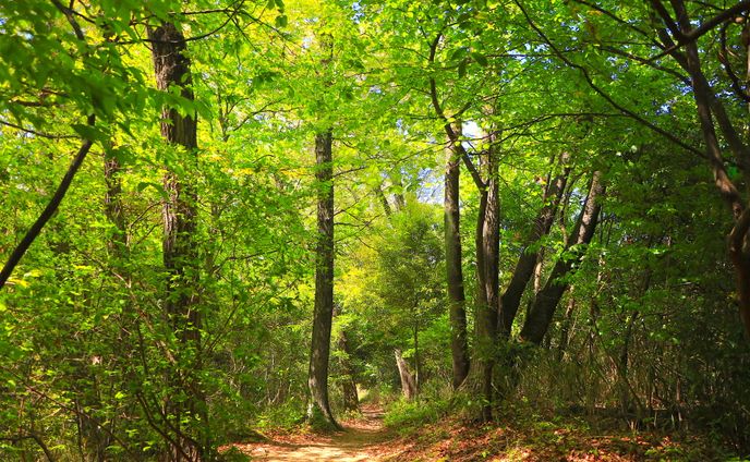 令和2年度名東区緑地フォトコンテスト優秀賞 ＃猪高緑地