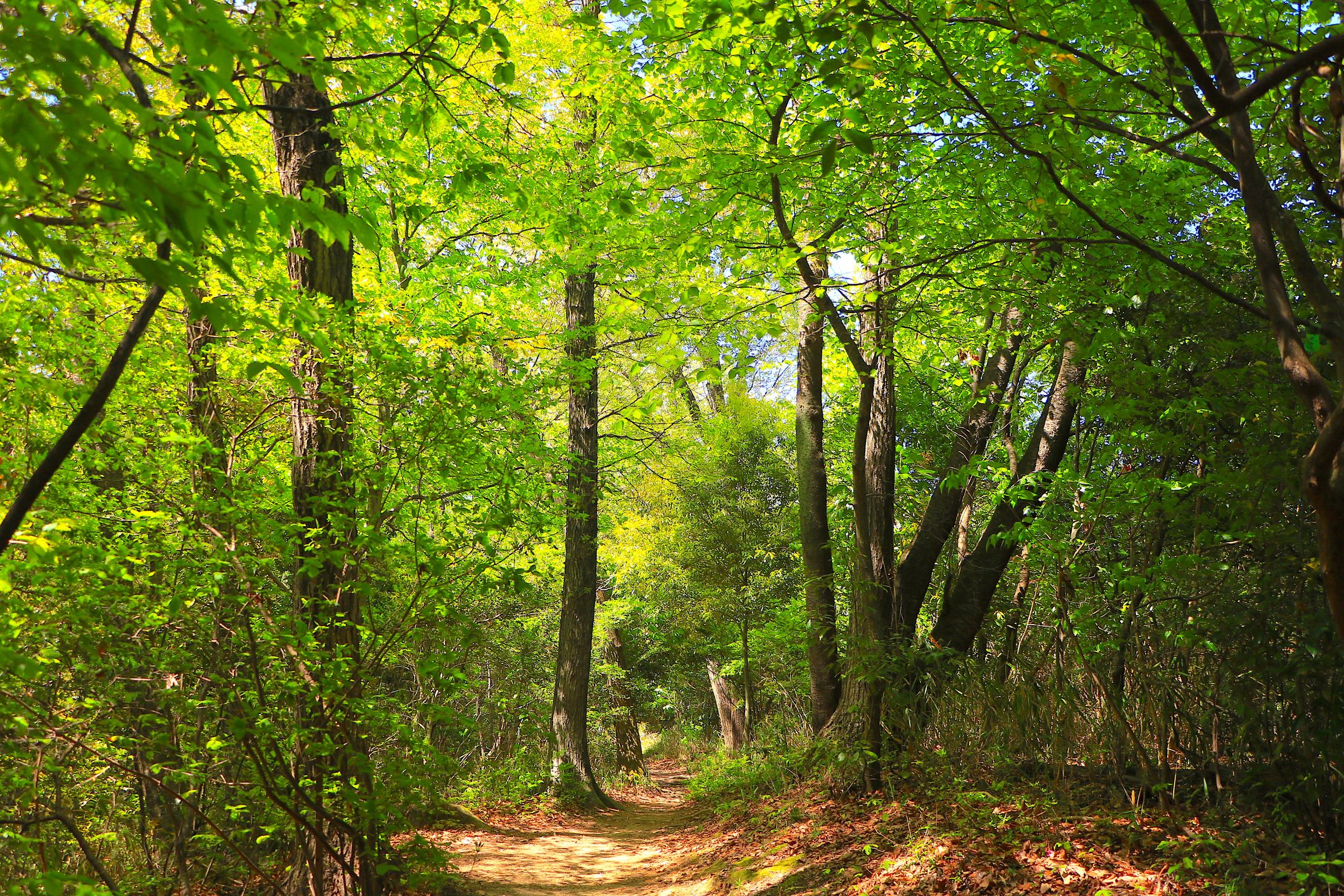 令和2年度名東区緑地フォトコンテスト優秀賞 ＃猪高緑地-1