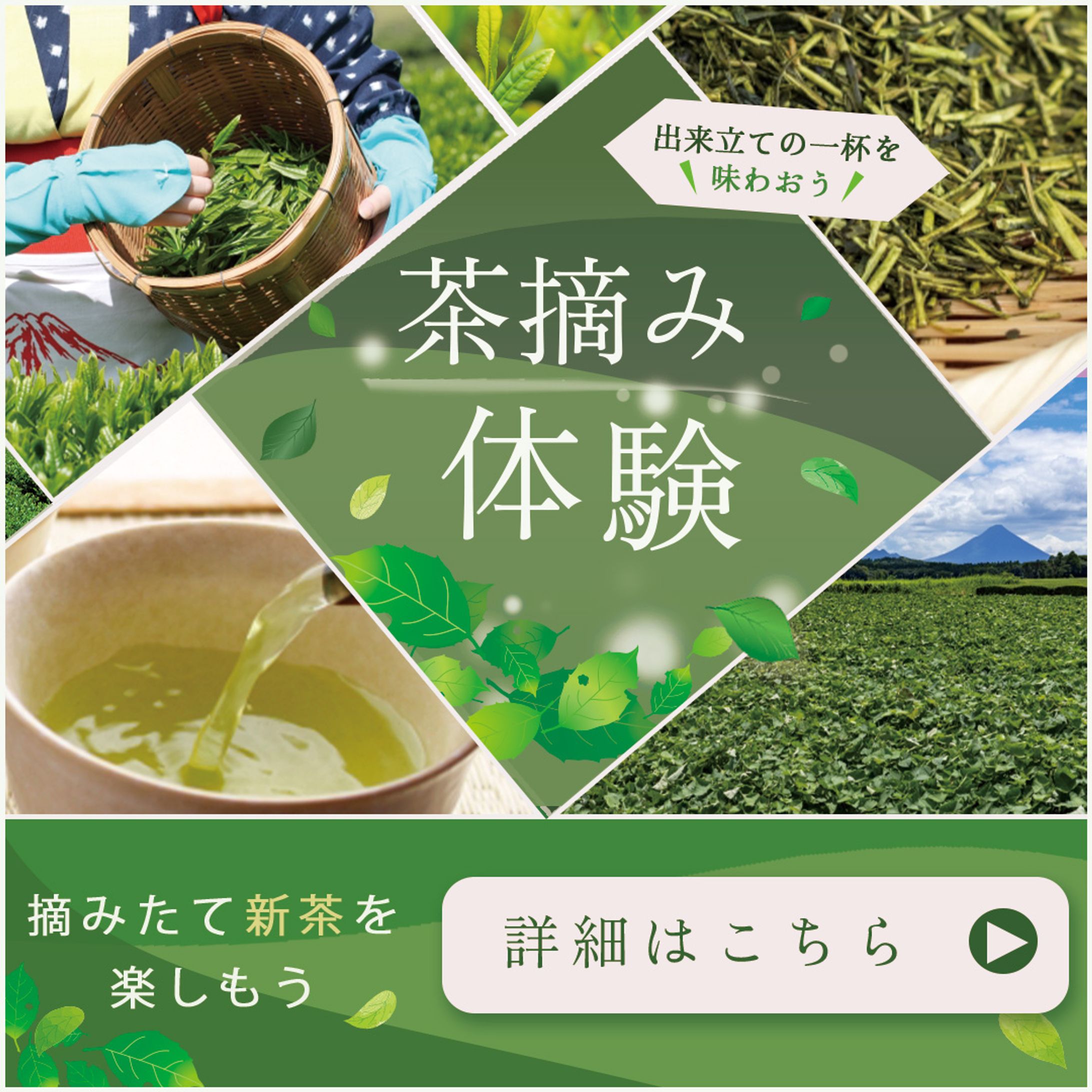 お茶摘み体験バナー(新茶プロモーション)-1