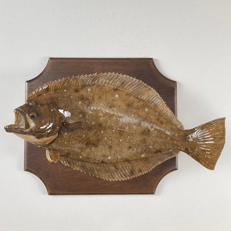 平目 ヒラメ剥製 55cm