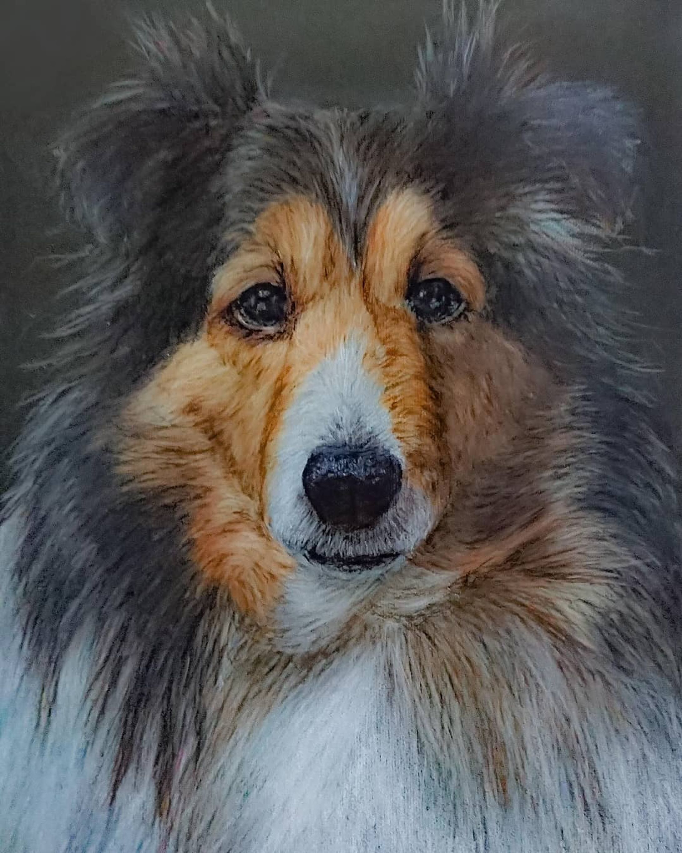 Artstickerで販売予定だよ！

無題 （257×182mm）／紙・色鉛筆

#犬 #dog #シェルティ

#animalillustration #芸術 #アート #animal #動物 #かわいい #色鉛筆 #colorpencil #picture #cute #animalartist #animaldrawing #realist #イラスト #絵 #illust #illustration #illustrator  #draw #drawing  #art #artwork #artist #sketch  #works #Artsticker #外出自粛-1