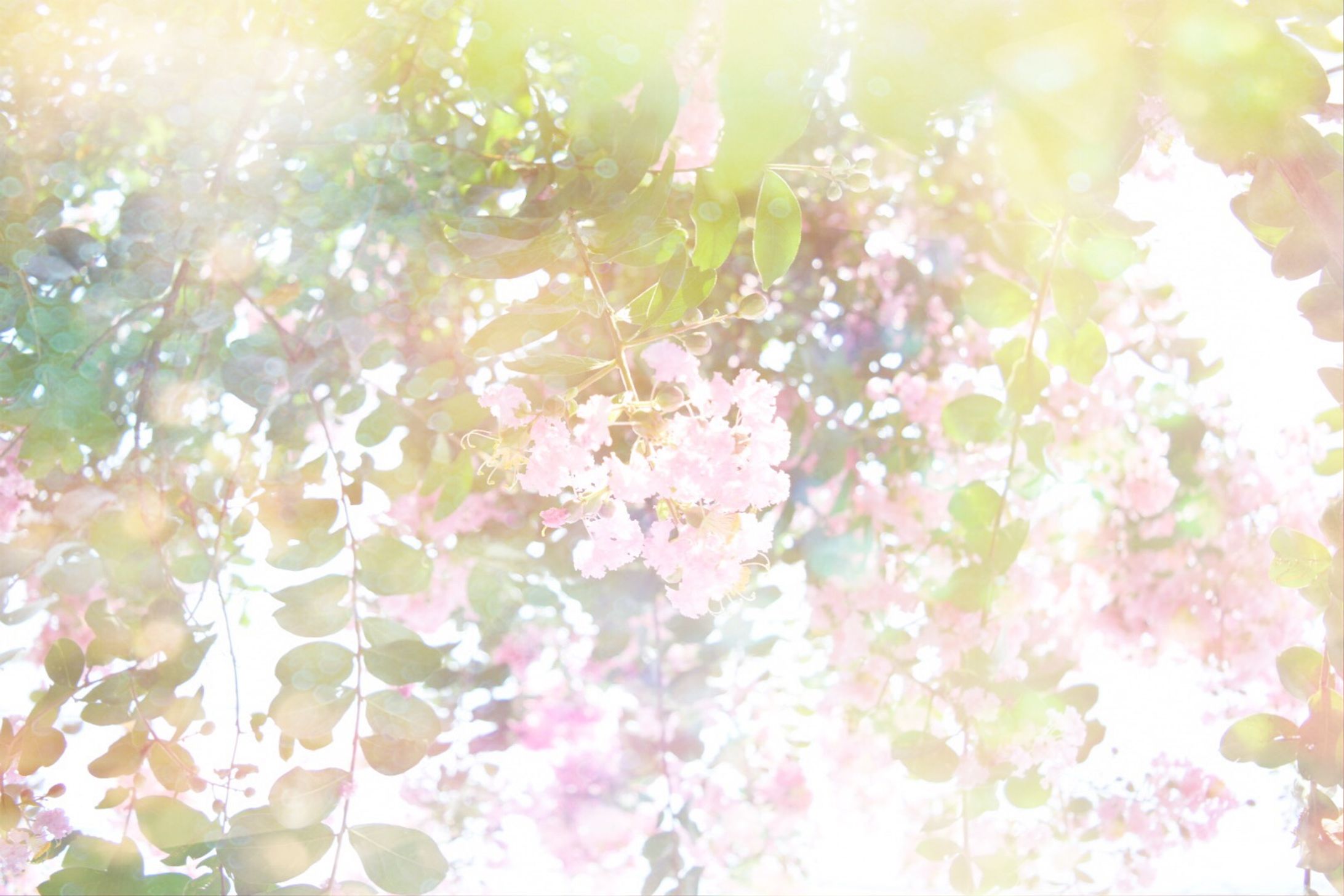 FLOWER-1