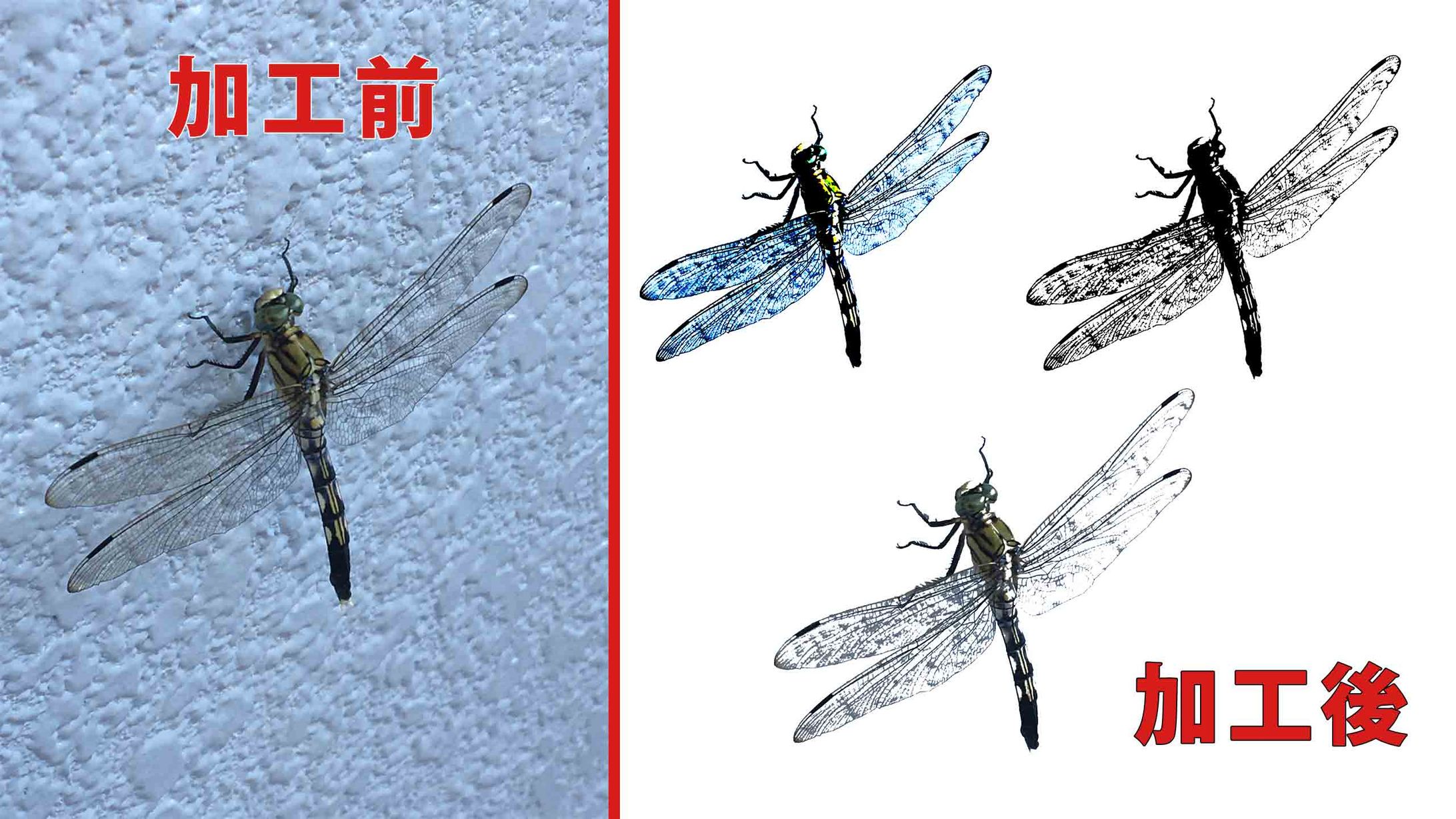 Photoshop-加工前と加工後-1