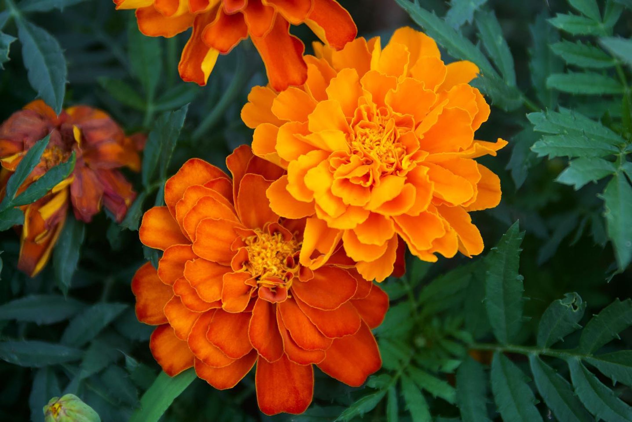 #花 
#はな 
#写真
#写真好きな人と繋がりたい 
#canon-1