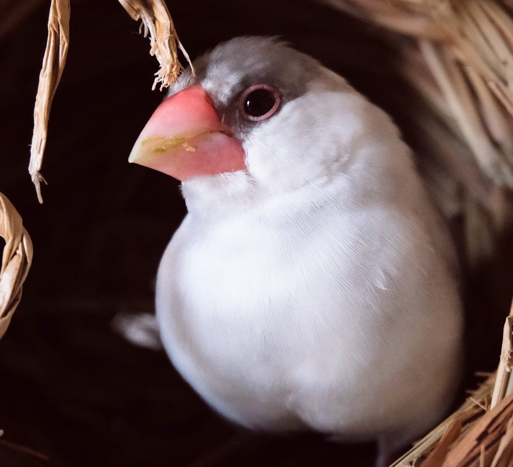 春は暖かくて眠くなっちゃいますね(*´∀｀*) Spring is warm and