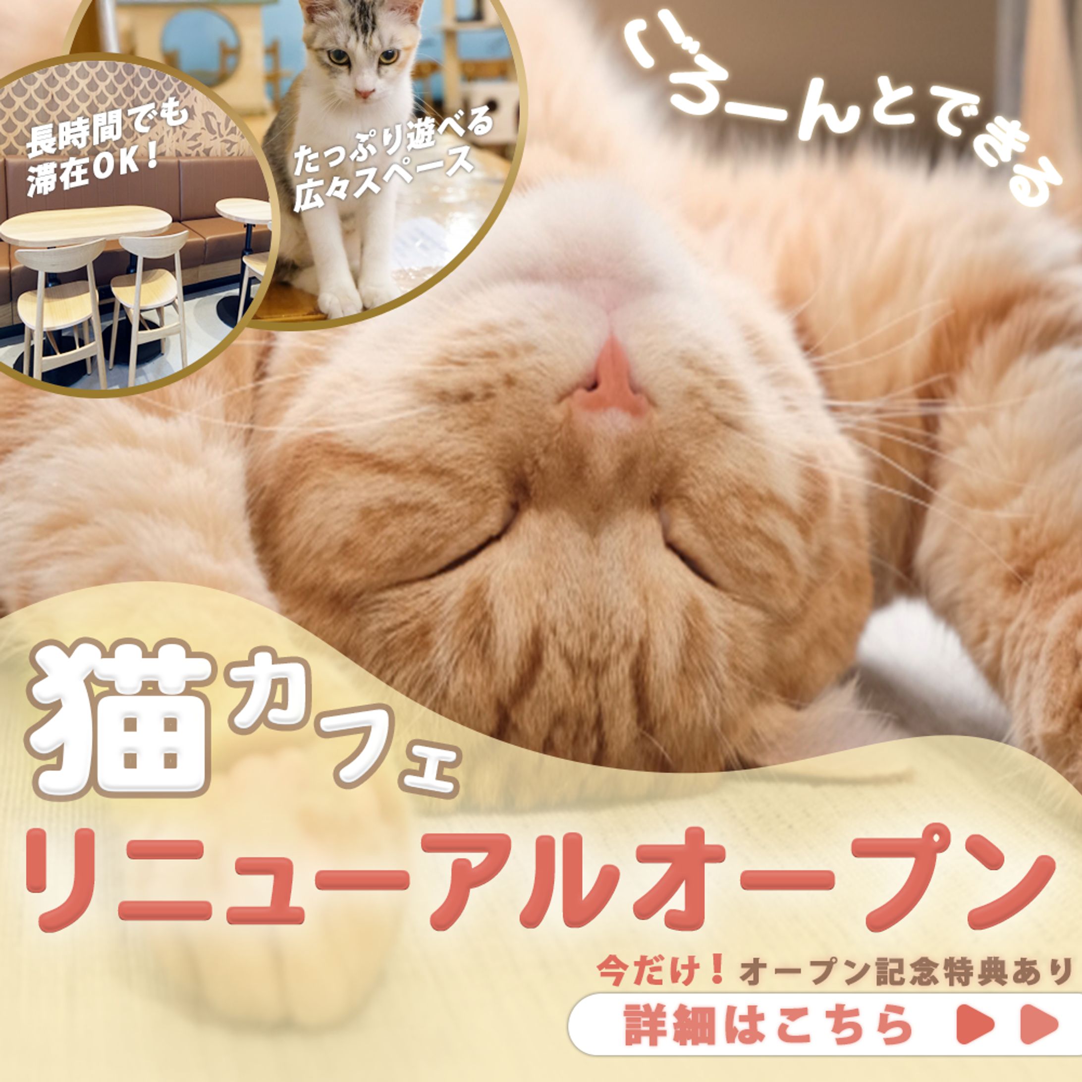 【自主制作】SNS広告　猫カフェリニューアルオープンバナー-1