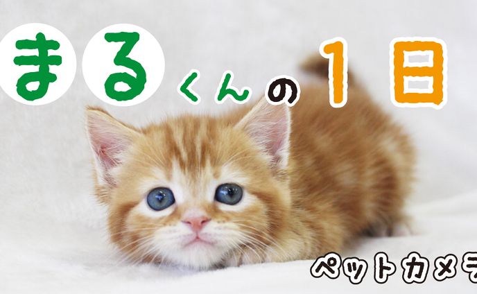 ペット系　サムネイル