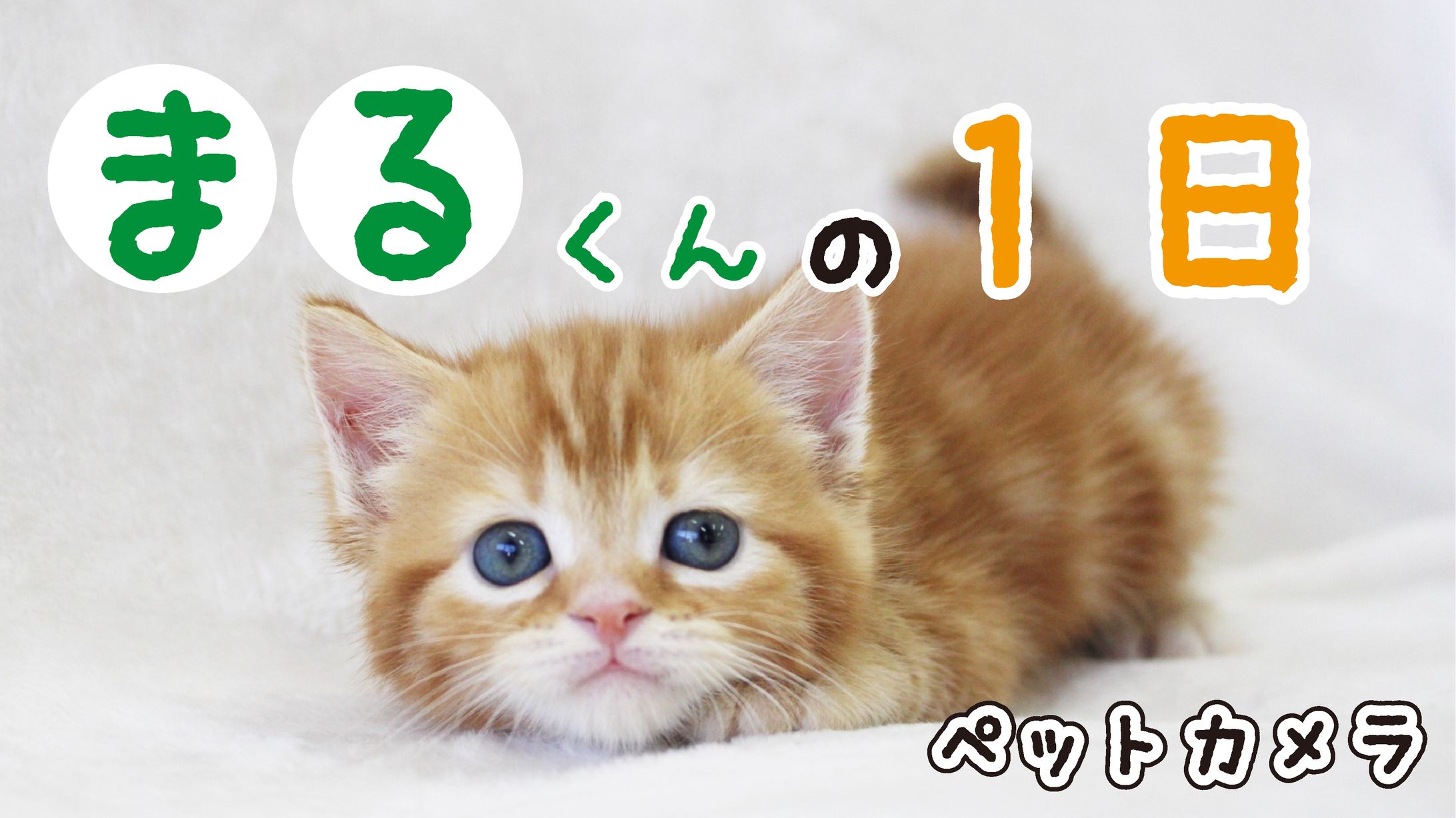 ペット系　サムネイル-1
