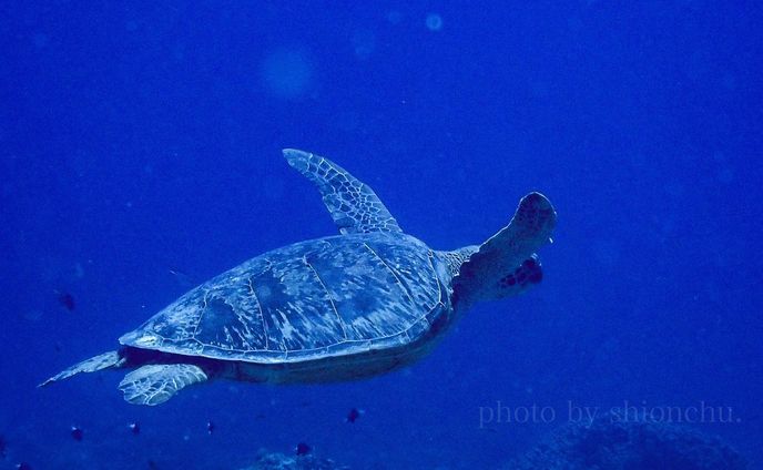 【いい水中写真を撮るたった一つの方法】

それは「愛」です。
なんの話？だと思うので、ぜひ読み進めてみてください⬇️

今日はダイビングでウミガメと出会えました。何度見ても、かわいくて癒されました。

以前ダイビング中に、とあるお客さんが、カメラを持ってカメさんへ急接近していきました。

めっちゃ気持ちがわかります！
近くで見たいし、写真も撮りたいし、一緒に泳ぎたいもん！

だけど、ぼくの尊敬するダイバーやカメラマンさんたちはそういった撮り方をしないです。

それなのに、「え？こんなに近くで？」「どうやってこの自然体を切り取ったの？」っていう写真をバンバン残します。

それは、「コミュニケーション」がとれているからだと思っています。

急接近されたカメさんは、ゲストさんに背中を向けて泳いでいました。

でも、ぼくらの目の前に来たカメさんはいろんな角度から写真を撮らせてくれました。

彼らが不快や恐怖を感じなければ、ぼくらに興味を示してくれることがあります。

もちろんすぐ逃げることもあります。

海での出会いはかけ引き、片想いは逃げられちゃうんです。

だから、カメさんを見つけたら
・まずは一旦停止
・向こうの動きを観察
・逃げないならゆっくりと近づいてみる

これがカメさんとのコミュニケーションであり、彼らへのリスペクト、そして「愛」。

愛が伝われば、きっと両想いになれるはず。

海で生きものを見かけたときは、お近づきになりたい気持ちをグッと抑えて、まずはラブコールを送ってみてくださいね💙

※ちなみにこの写真はズームで撮影しているので、実際はかなり離れたところから撮影しています。

____________
すてきなイベントを企画をしてくださった、 @s2club.okinawa  @marina.sealifephoto はとても信頼できる沖縄のダイビングショップさんです。

ウミガメレクチャーをしてくださったレンジャーの@chura.mura さん
これからも活動を応援しています！

本日もありがとうございました！！！

#ウミガメと泳ぐ 
#あおうみがめ 
#greenturtle 
#オリンパスtg6 
#水中写真家 
#沖縄ダイビング 
#沖縄移住ライフ