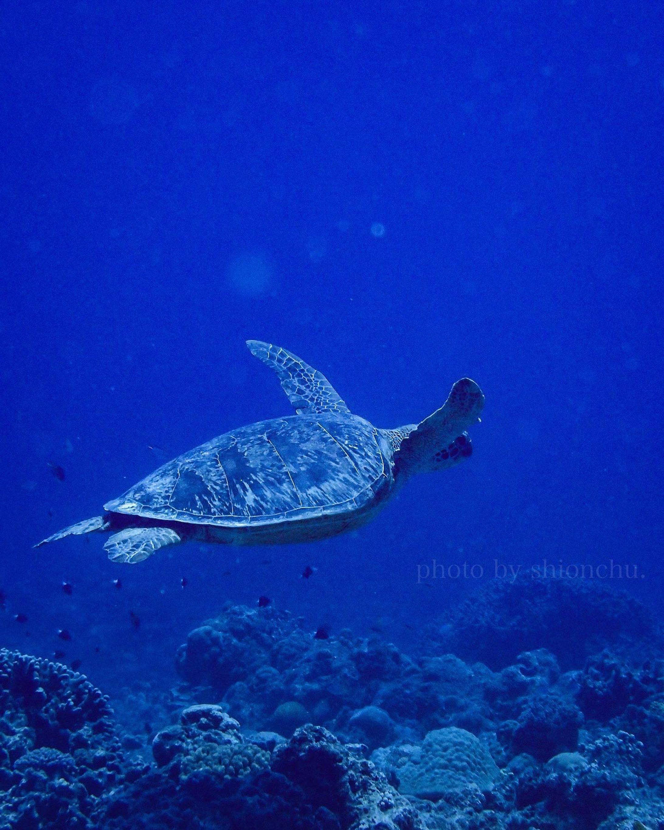 【いい水中写真を撮るたった一つの方法】

それは「愛」です。
なんの話？だと思うので、ぜひ読み進めてみてください⬇️

今日はダイビングでウミガメと出会えました。何度見ても、かわいくて癒されました。

以前ダイビング中に、とあるお客さんが、カメラを持ってカメさんへ急接近していきました。

めっちゃ気持ちがわかります！
近くで見たいし、写真も撮りたいし、一緒に泳ぎたいもん！

だけど、ぼくの尊敬するダイバーやカメラマンさんたちはそういった撮り方をしないです。

それなのに、「え？こんなに近くで？」「どうやってこの自然体を切り取ったの？」っていう写真をバンバン残します。

それは、「コミュニケーション」がとれているからだと思っています。

急接近されたカメさんは、ゲストさんに背中を向けて泳いでいました。

でも、ぼくらの目の前に来たカメさんはいろんな角度から写真を撮らせてくれました。

彼らが不快や恐怖を感じなければ、ぼくらに興味を示してくれることがあります。

もちろんすぐ逃げることもあります。

海での出会いはかけ引き、片想いは逃げられちゃうんです。

だから、カメさんを見つけたら
・まずは一旦停止
・向こうの動きを観察
・逃げないならゆっくりと近づいてみる

これがカメさんとのコミュニケーションであり、彼らへのリスペクト、そして「愛」。

愛が伝われば、きっと両想いになれるはず。

海で生きものを見かけたときは、お近づきになりたい気持ちをグッと抑えて、まずはラブコールを送ってみてくださいね💙

※ちなみにこの写真はズームで撮影しているので、実際はかなり離れたところから撮影しています。

____________
すてきなイベントを企画をしてくださった、 @s2club.okinawa  @marina.sealifephoto はとても信頼できる沖縄のダイビングショップさんです。

ウミガメレクチャーをしてくださったレンジャーの@chura.mura さん
これからも活動を応援しています！

本日もありがとうございました！！！

#ウミガメと泳ぐ 
#あおうみがめ 
#greenturtle 
#オリンパスtg6 
#水中写真家 
#沖縄ダイビング 
#沖縄移住ライフ-1