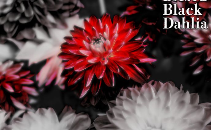 DX3rd「BlackDahlia」