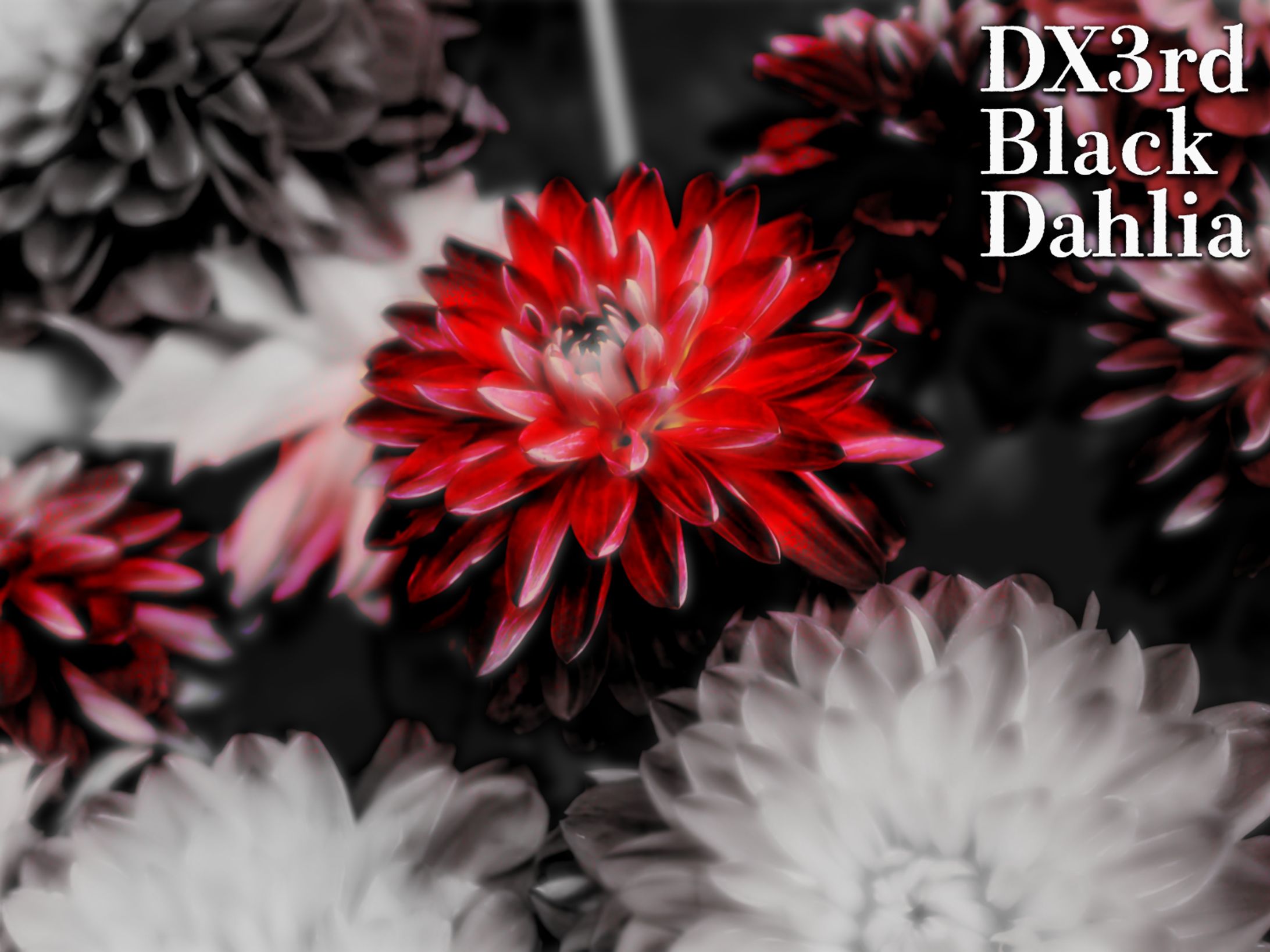 DX3rd「BlackDahlia」-1