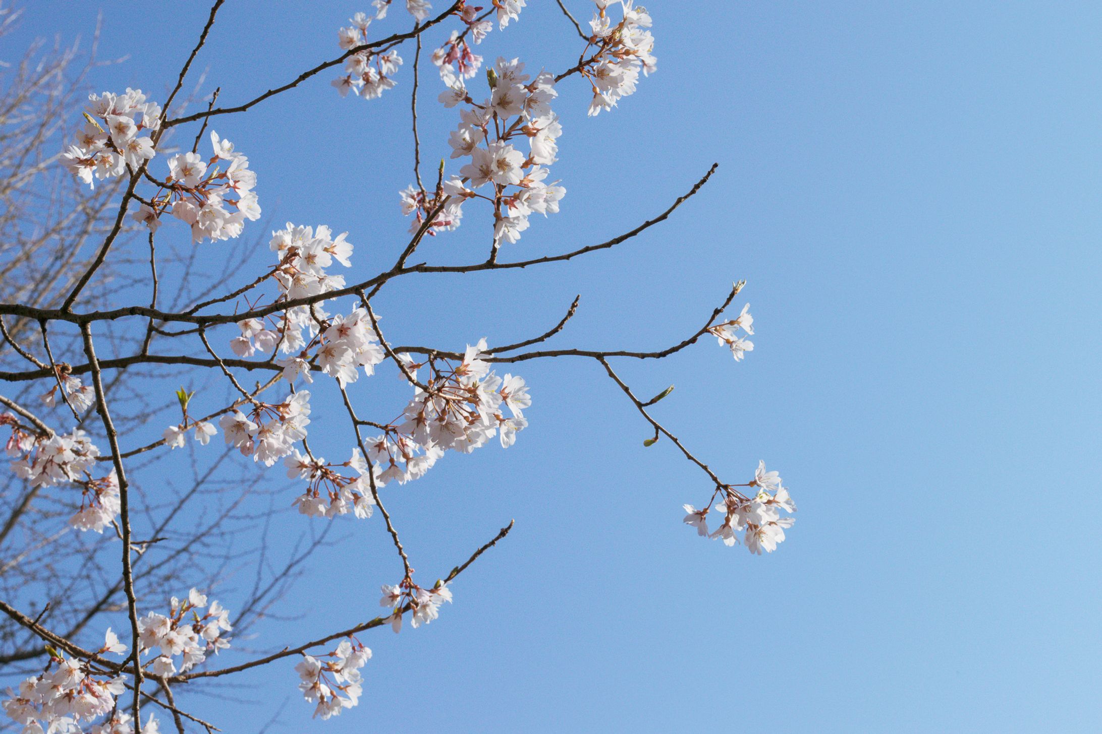 仙台の桜-1