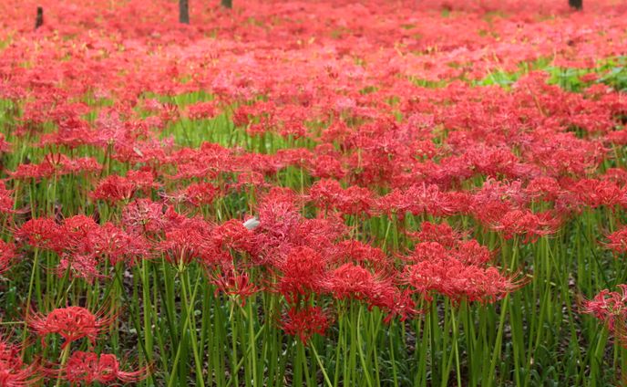 埼玉県  日高市  巾着田  曼珠沙華