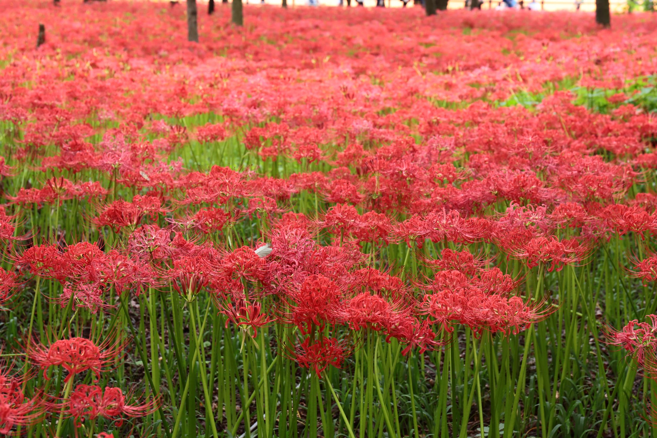 埼玉県  日高市  巾着田  曼珠沙華-1