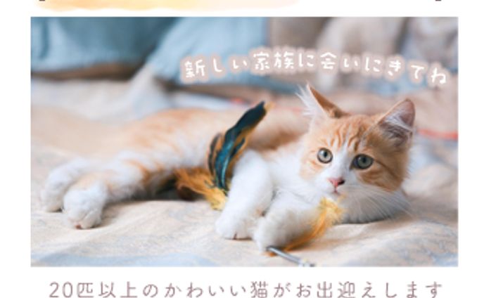 猫カフェ（練習・架空のもの）