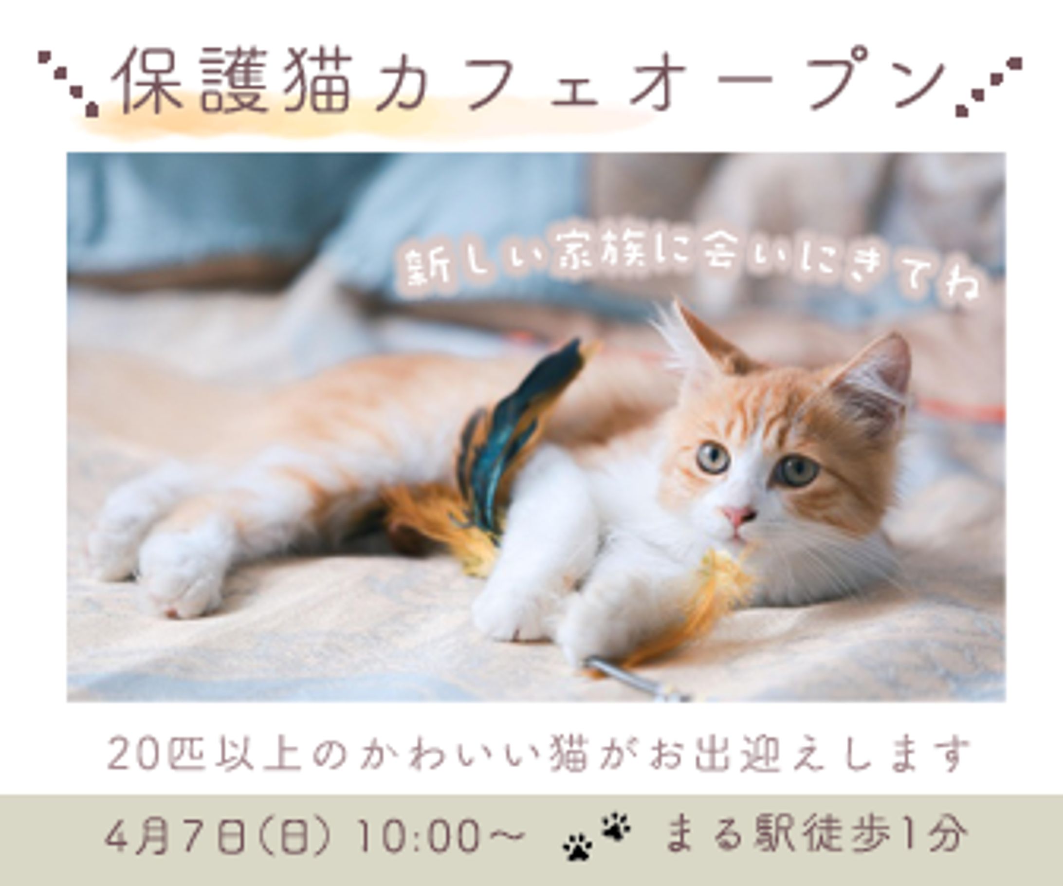 猫カフェ（練習・架空のもの）-1