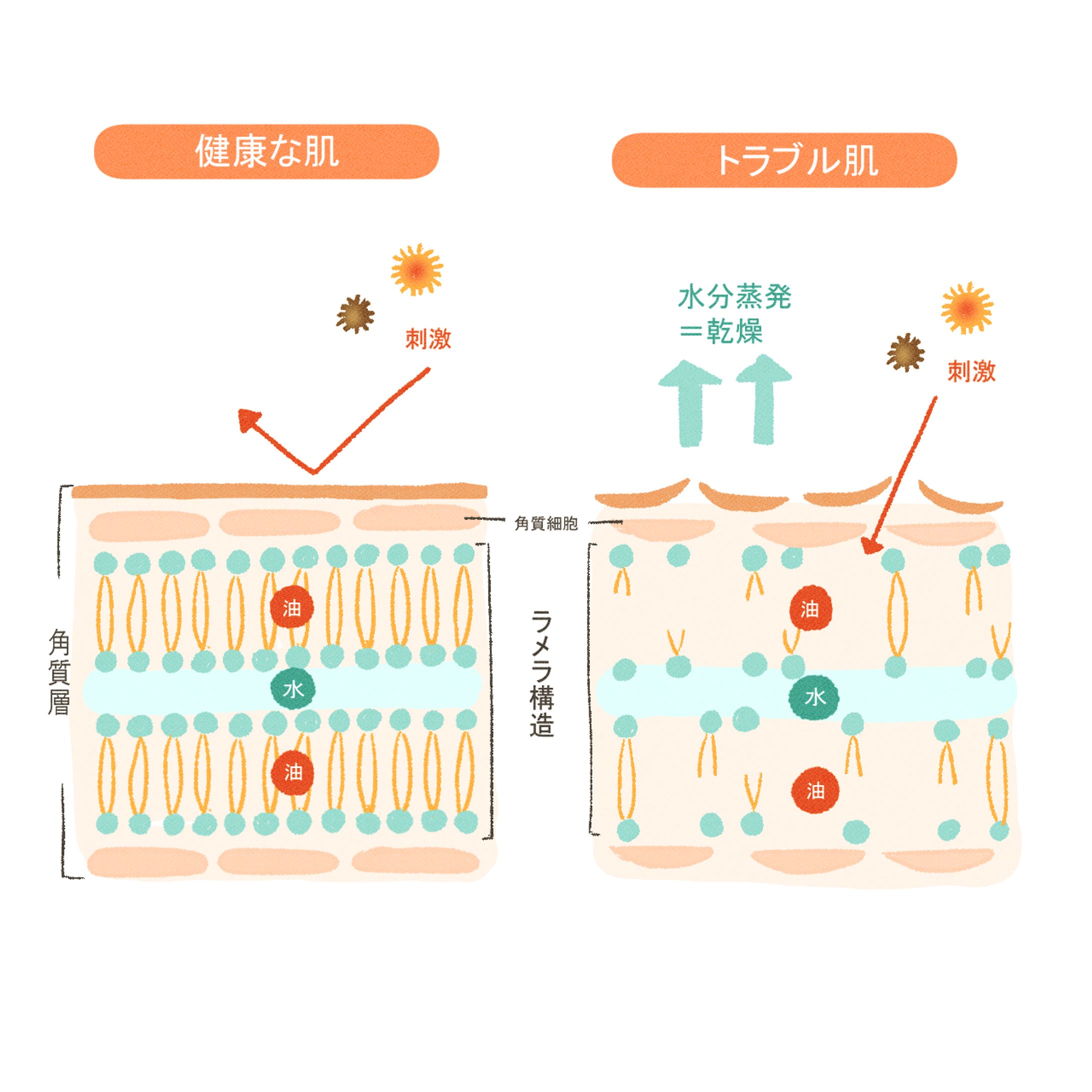 エステ　フォーウーマン様パンフレットイラスト-1
