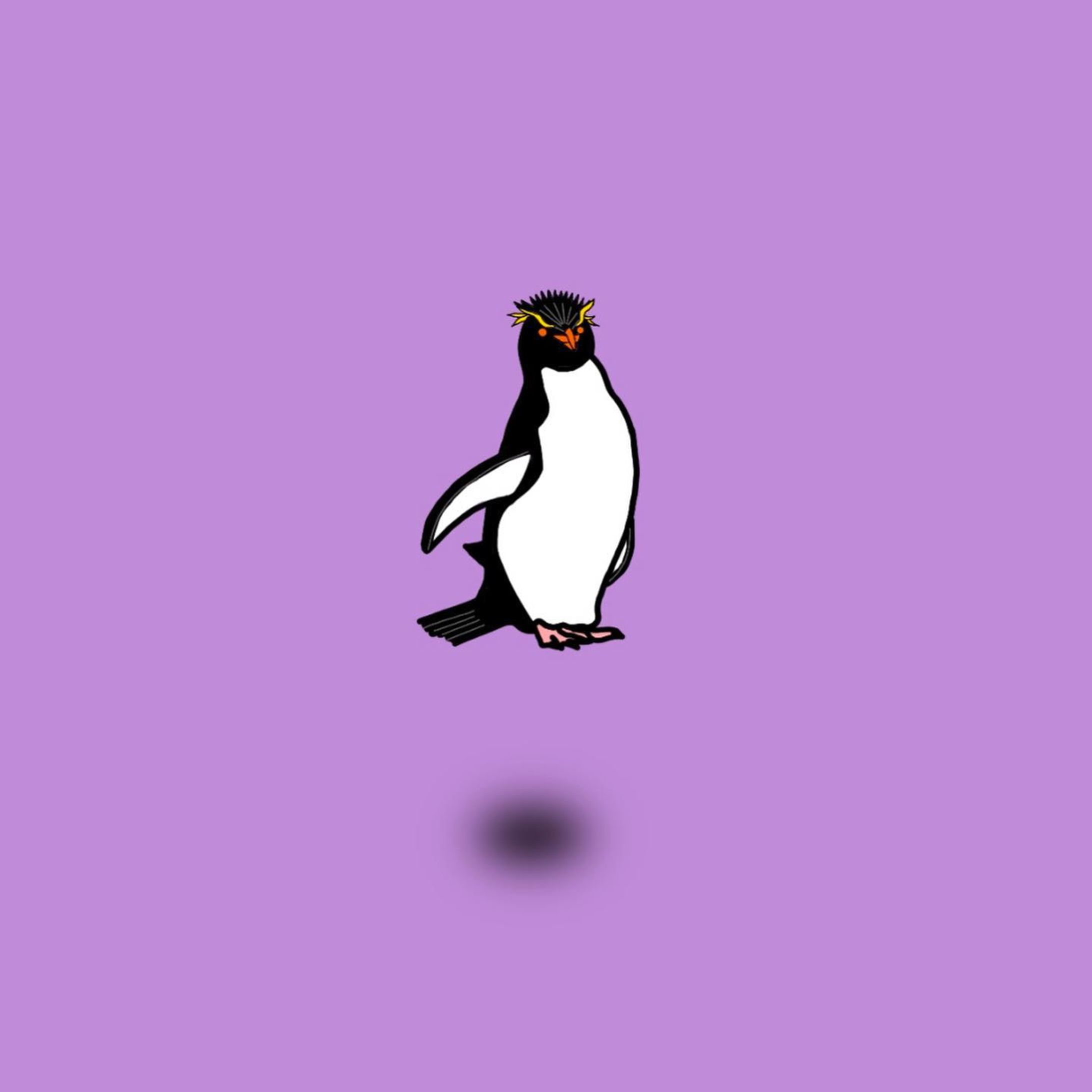 ミナミイワトビペンギン-1