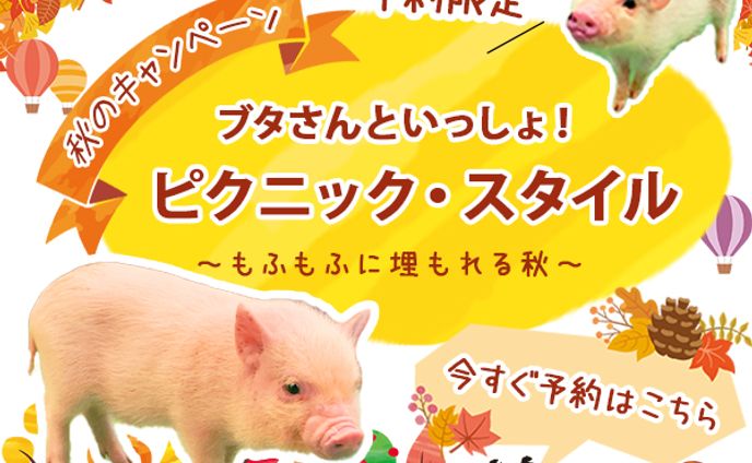 架空バナー　ブタさん秋のキャンペーン