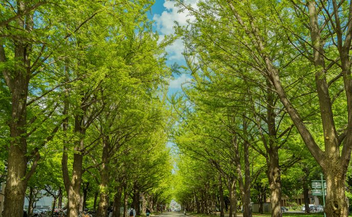 Hokkaido University -Summer-