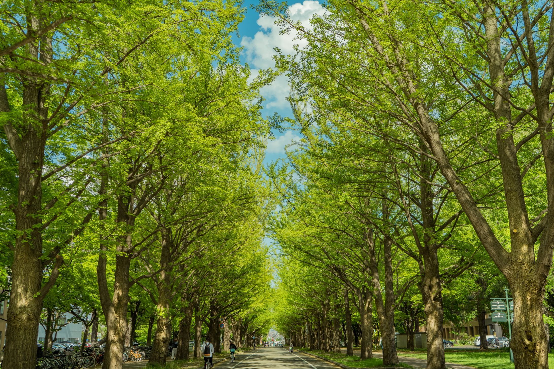 Hokkaido University -Summer--1