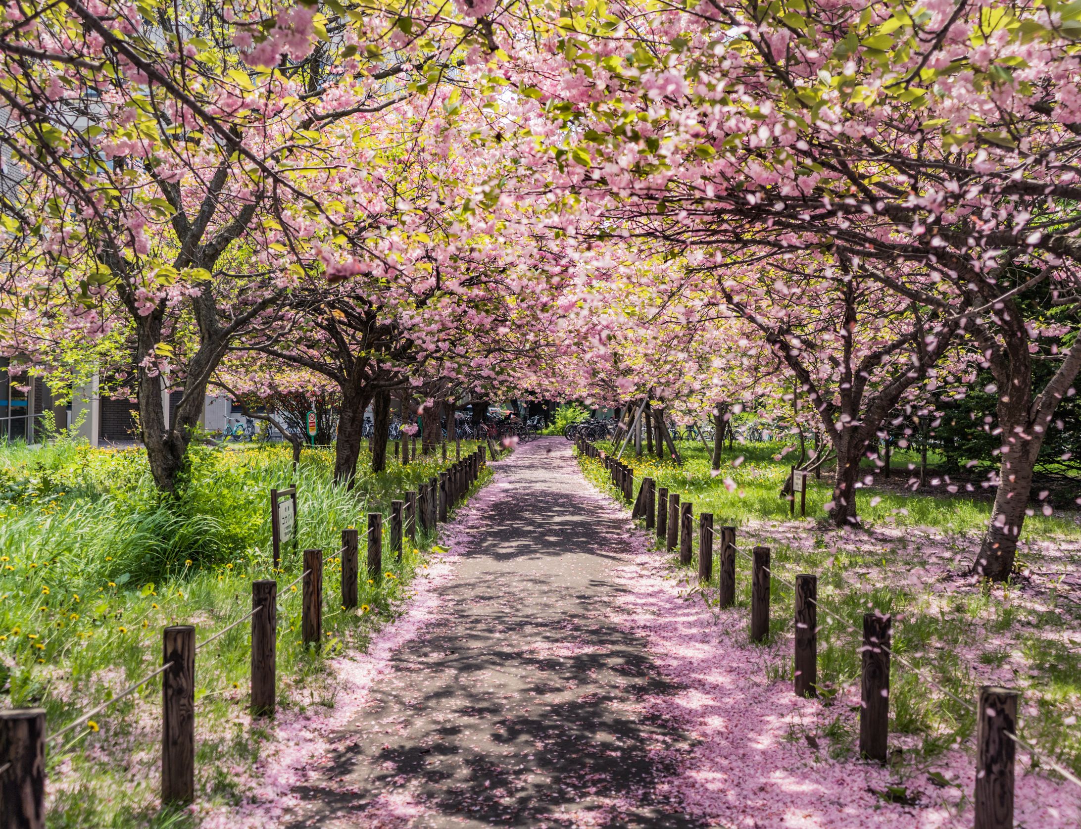 Hokkaido University -Spring --1