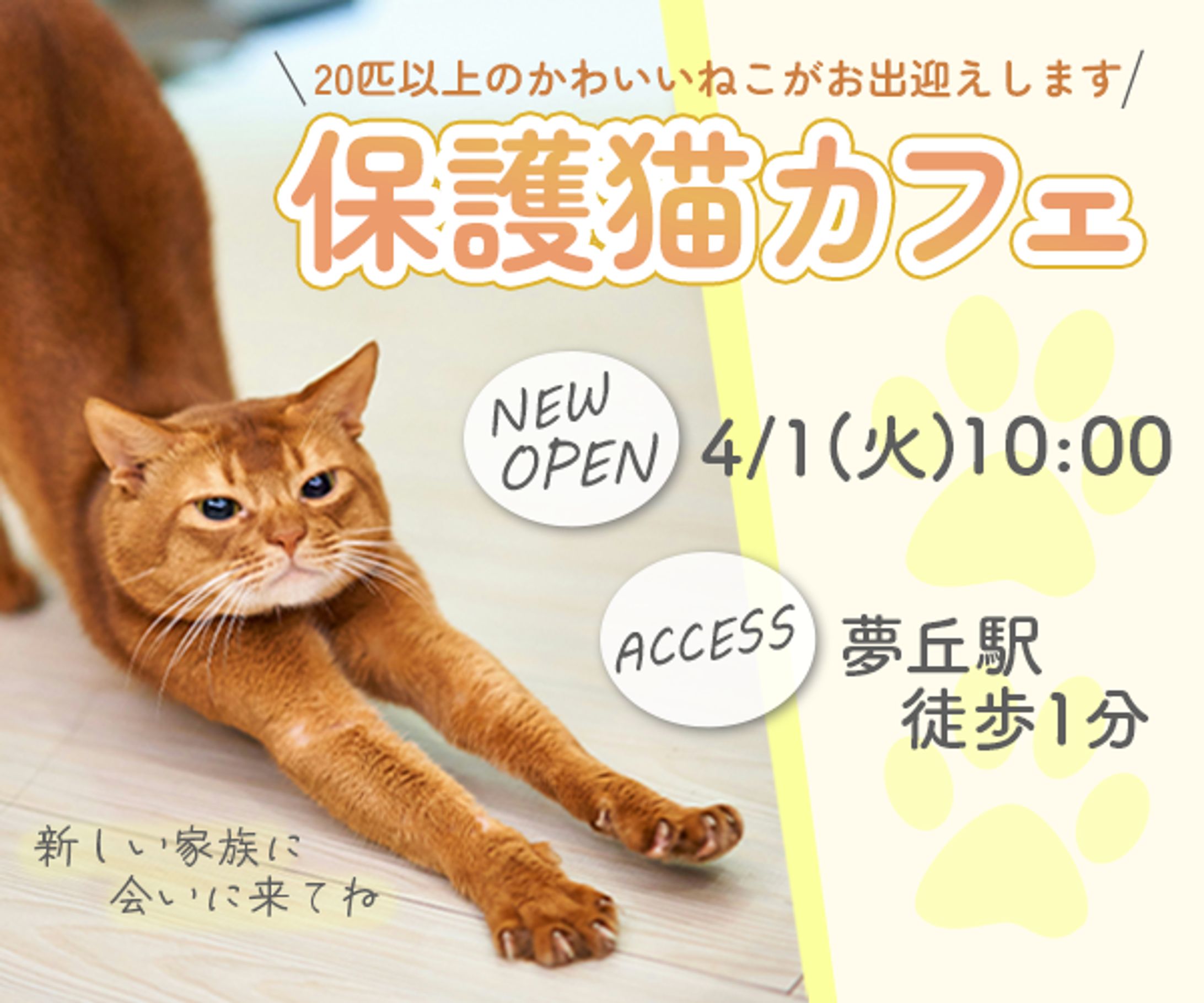 バナー（保護猫カフェ）-1