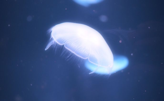 音楽、アクセサリー