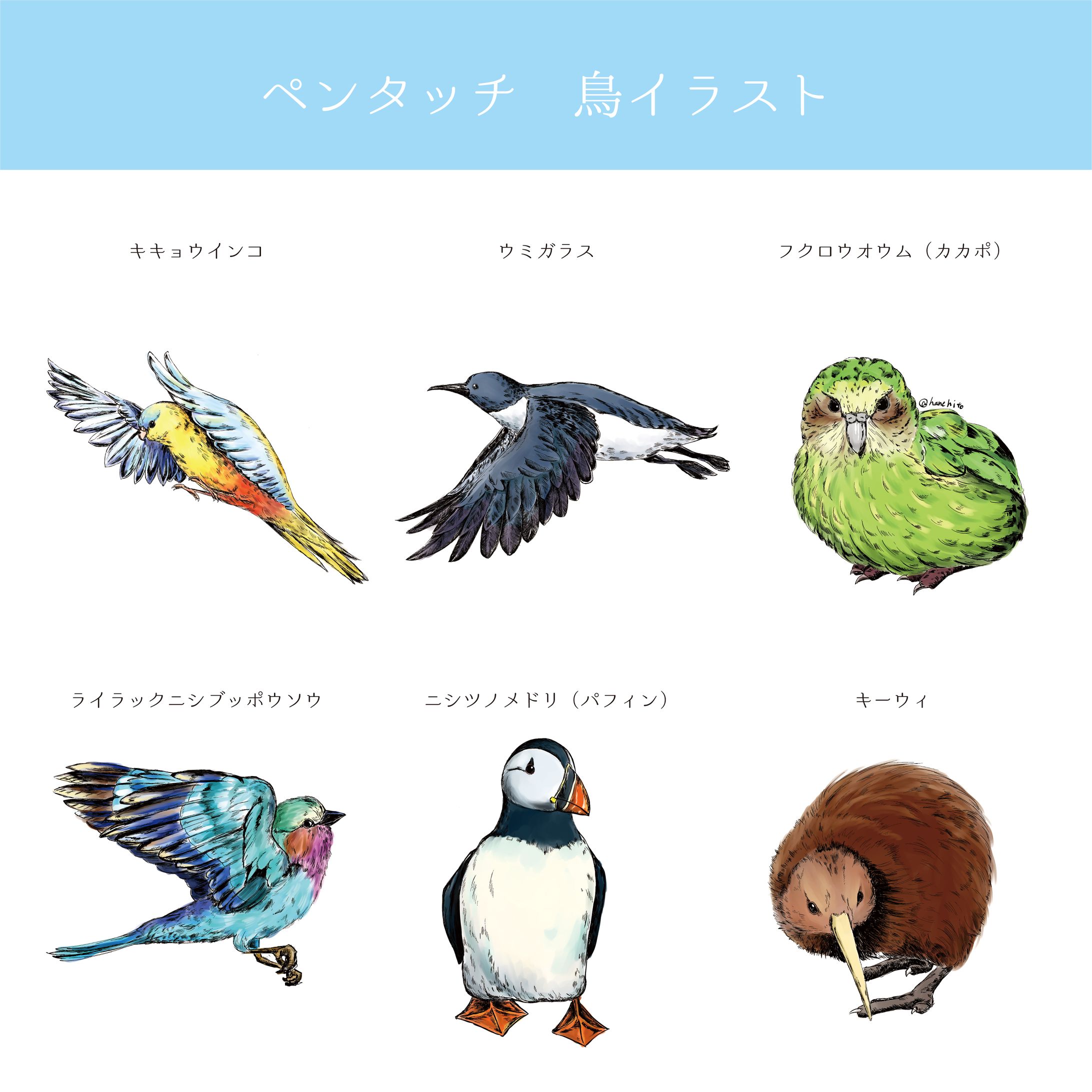 鳥類イラスト　ペンタッチ-1